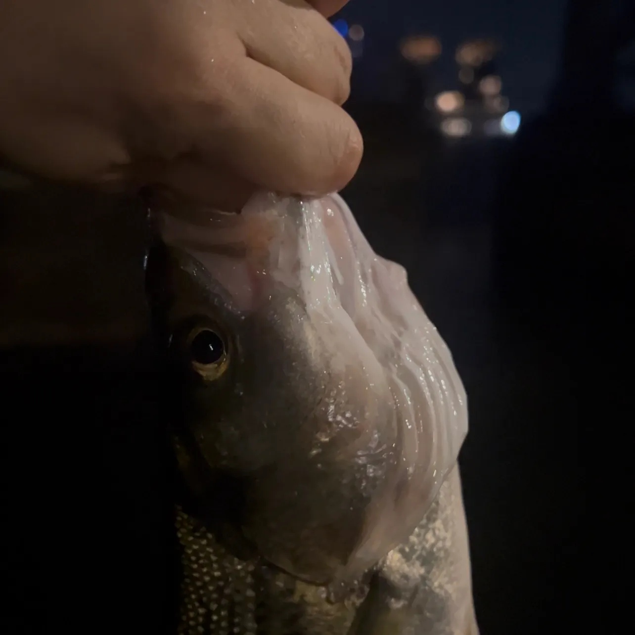 The most recent Striped bass catches on Fishbrain