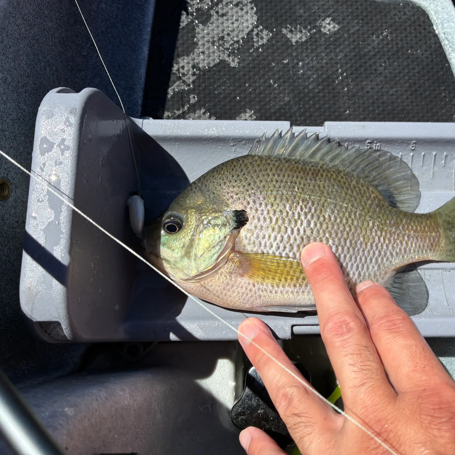 Bluegill caught on Fishbrain
