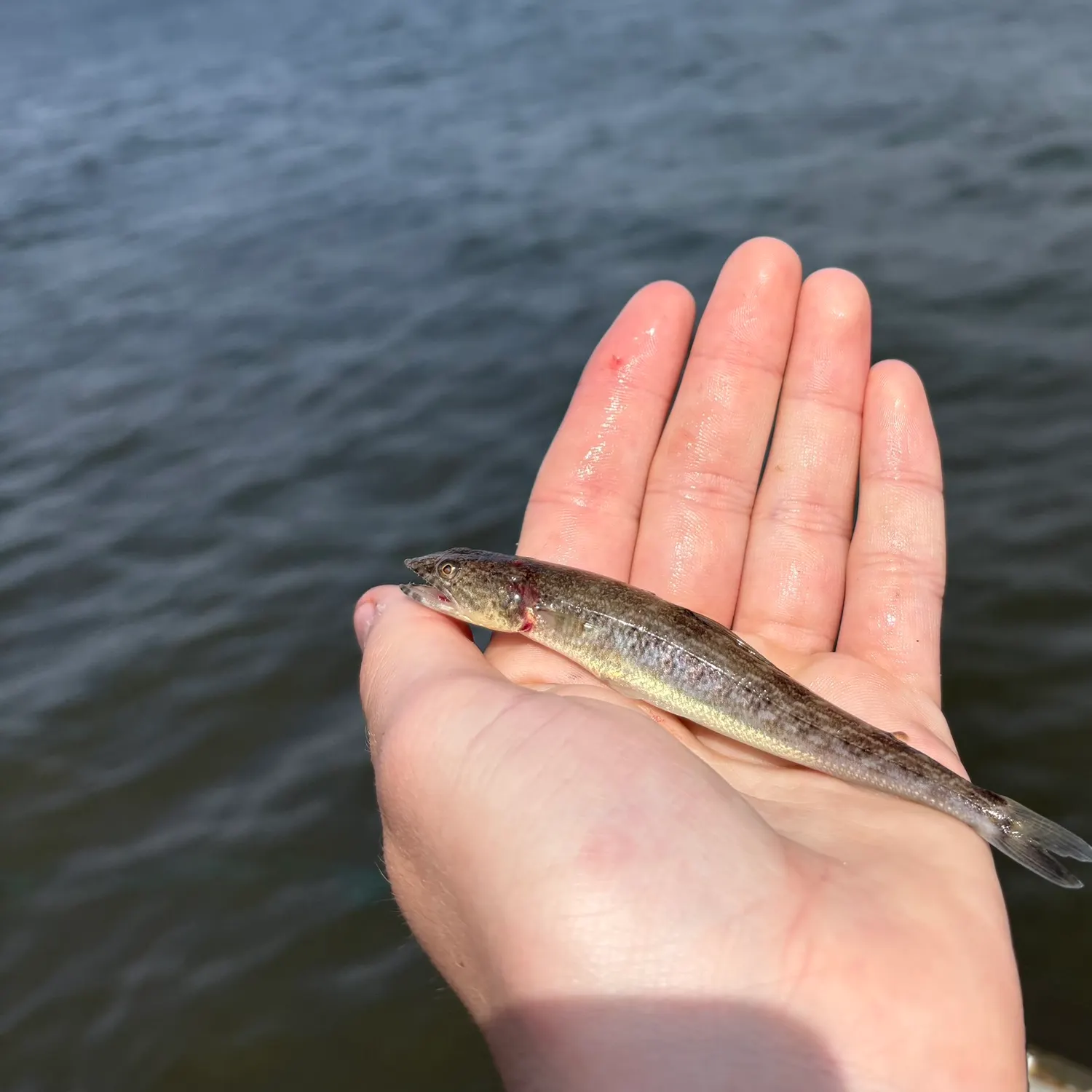 The most recent Inshore lizardfish catches on Fishbrain