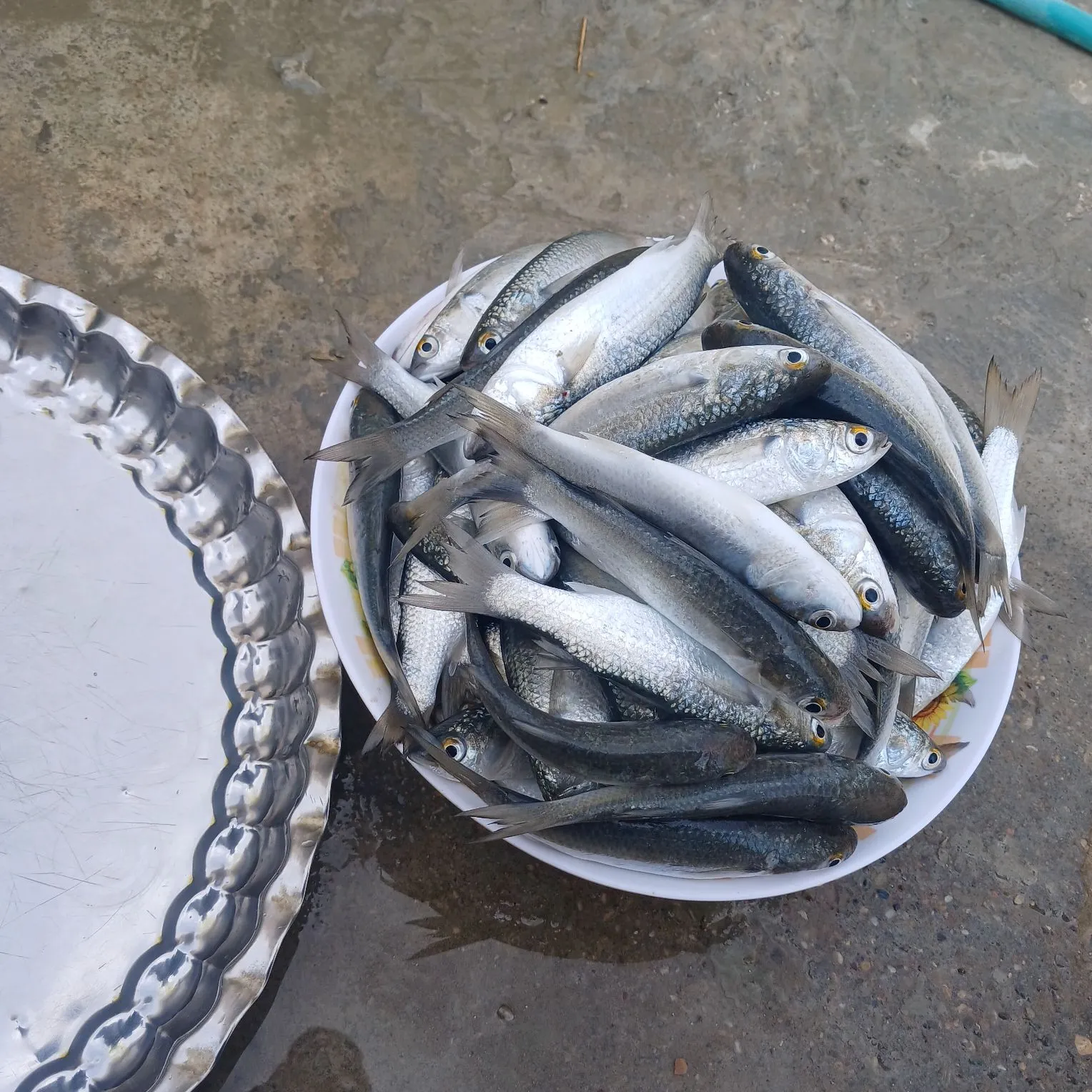 The most recent Spangled emperor catches on Fishbrain