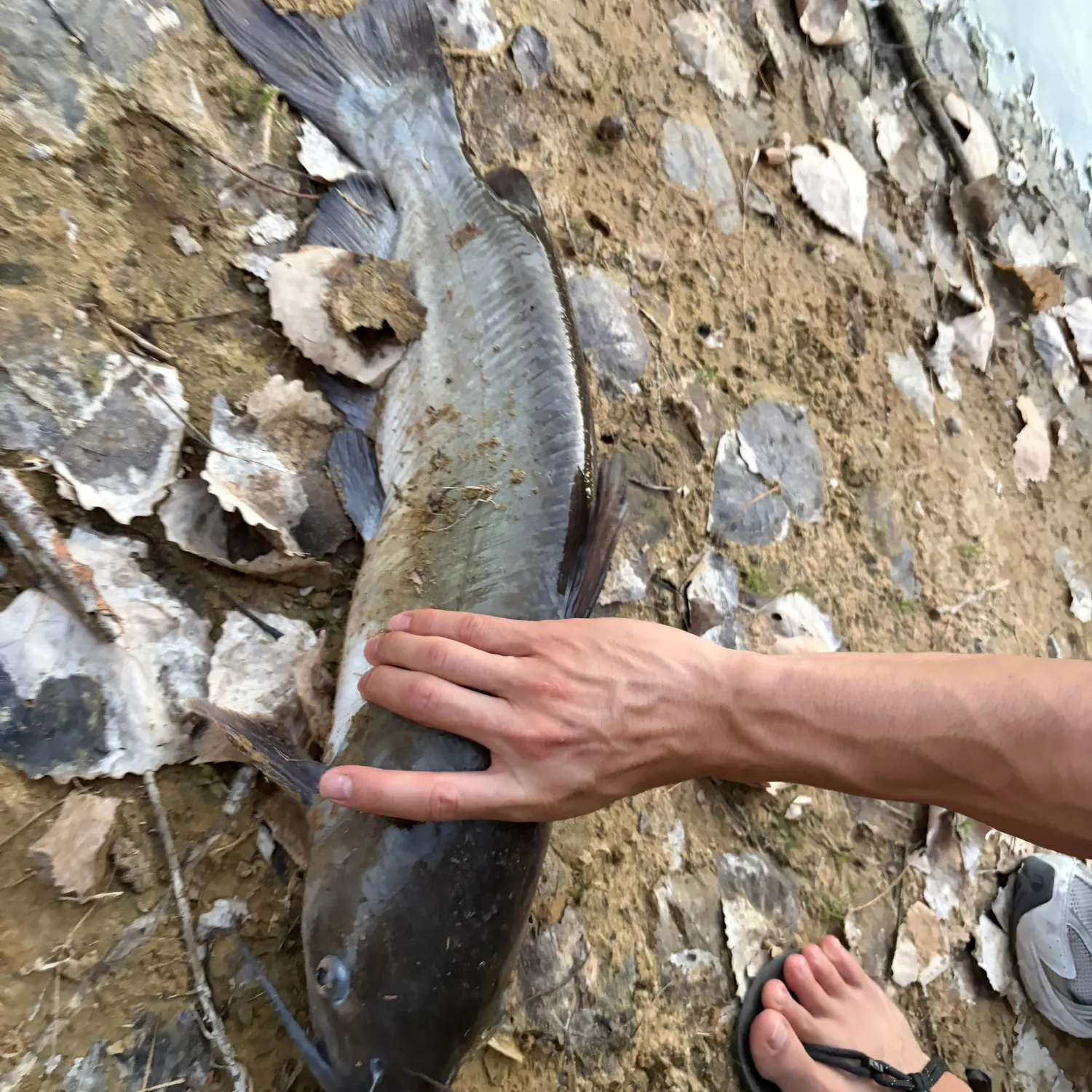 Fish caught on Fishbrain