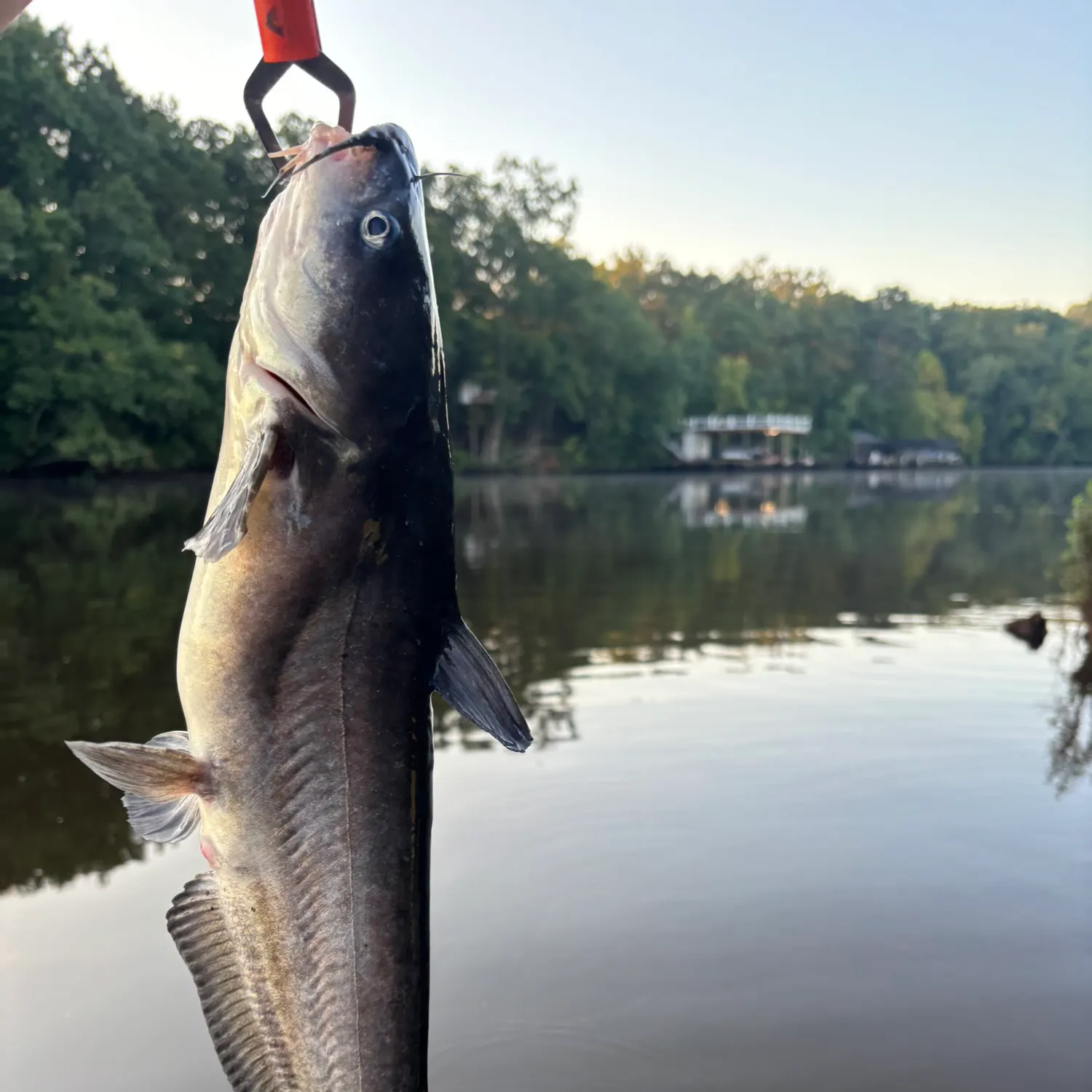 Blue catfish caught on Fishbrain