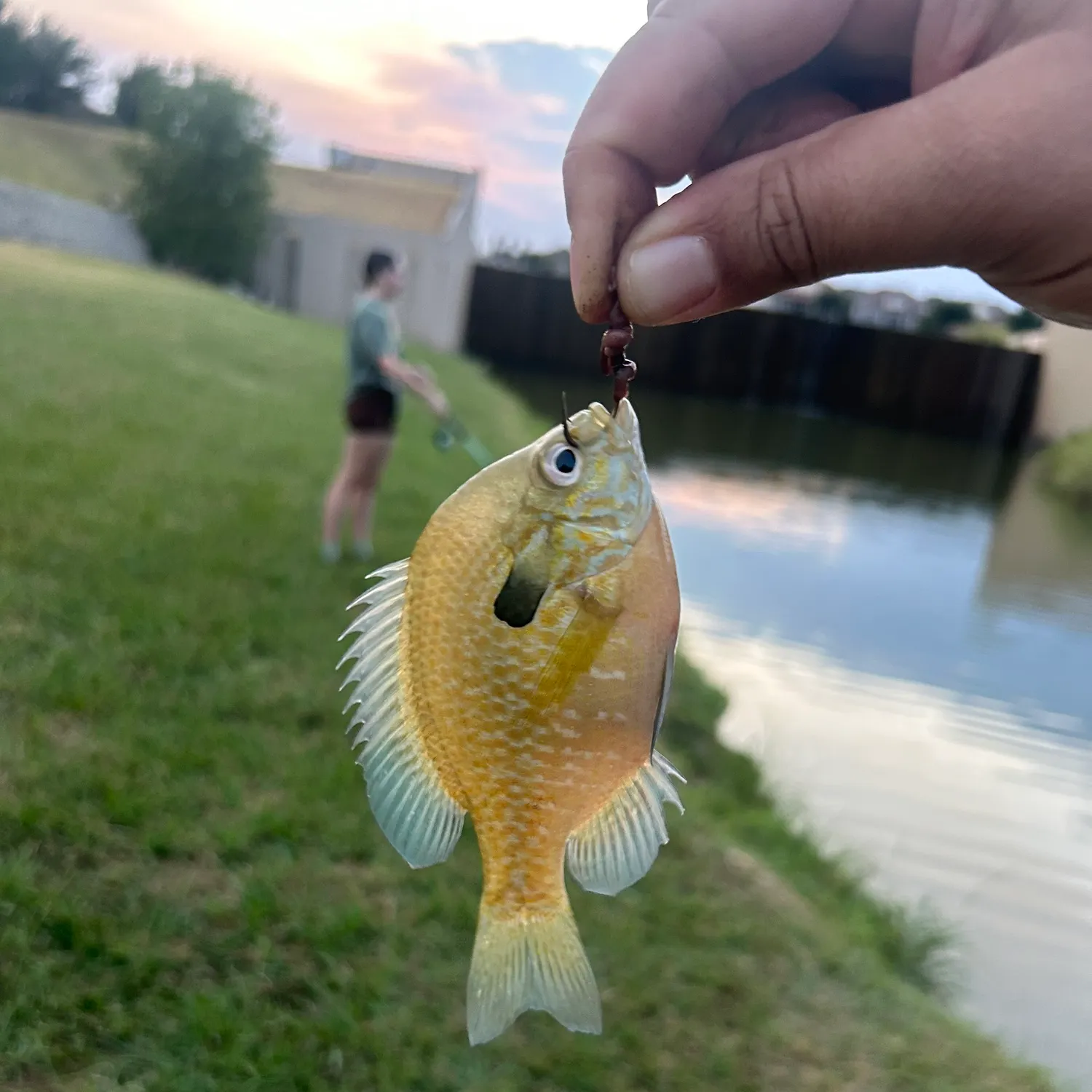Redbreast sunfish caught on Fishbrain