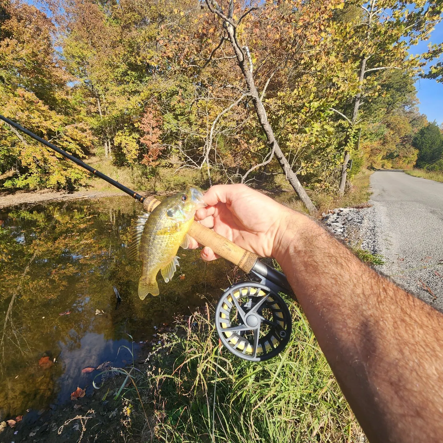 Warmouth caught on Fishbrain