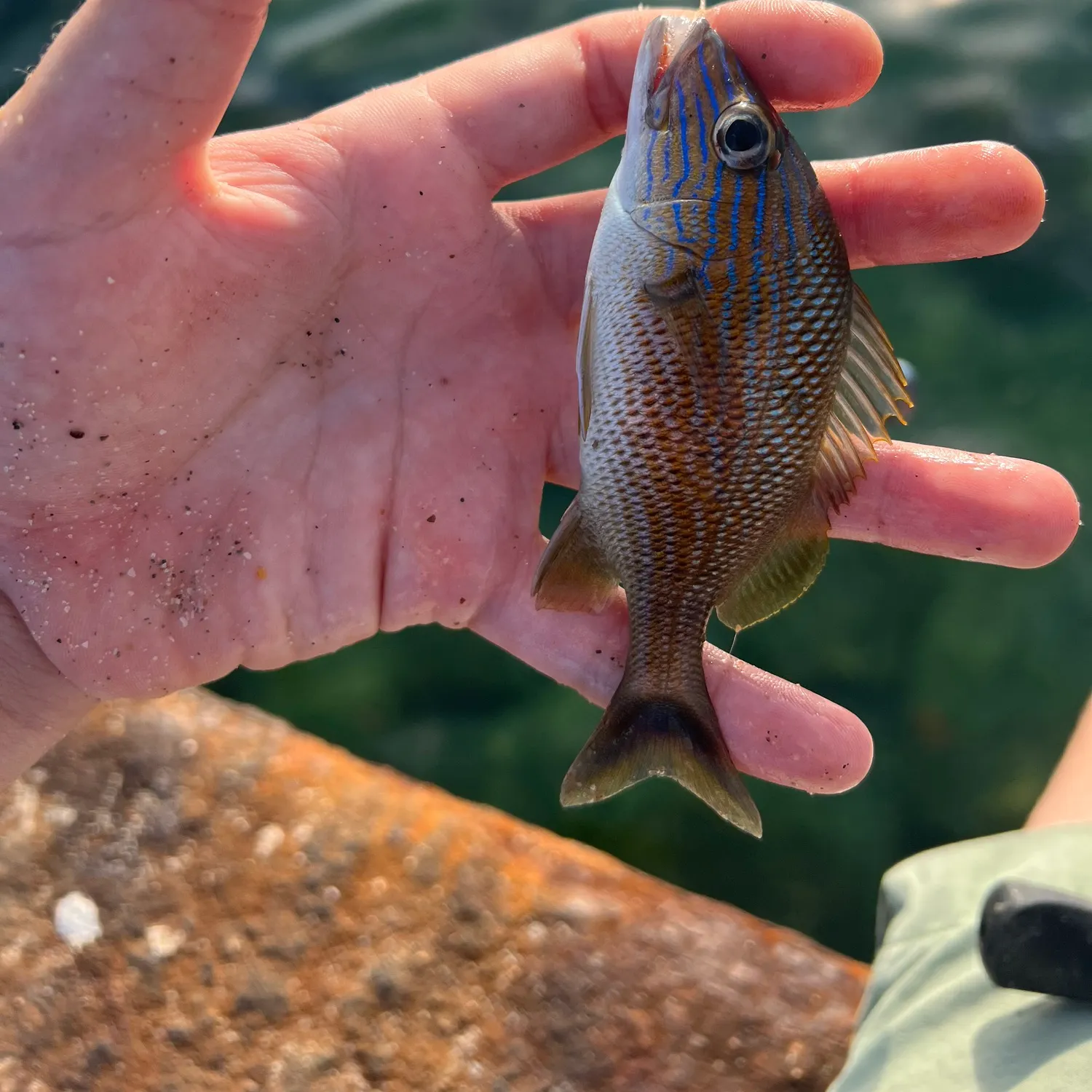 The most recent White grunt catches on Fishbrain