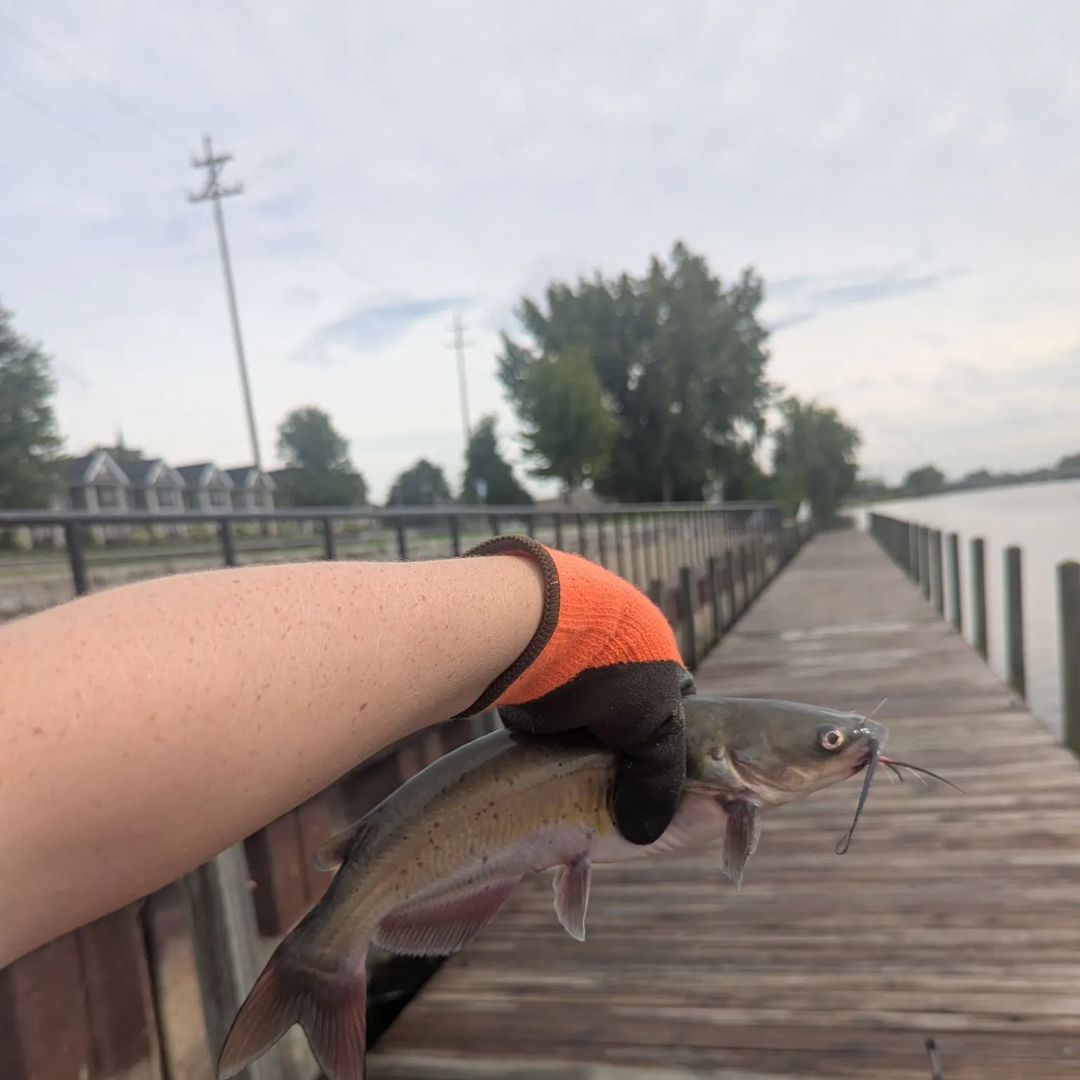 Channel catfish caught on Fishbrain
