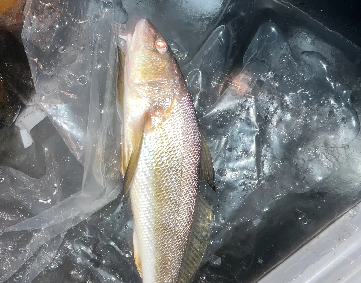 Gulf kingcroaker