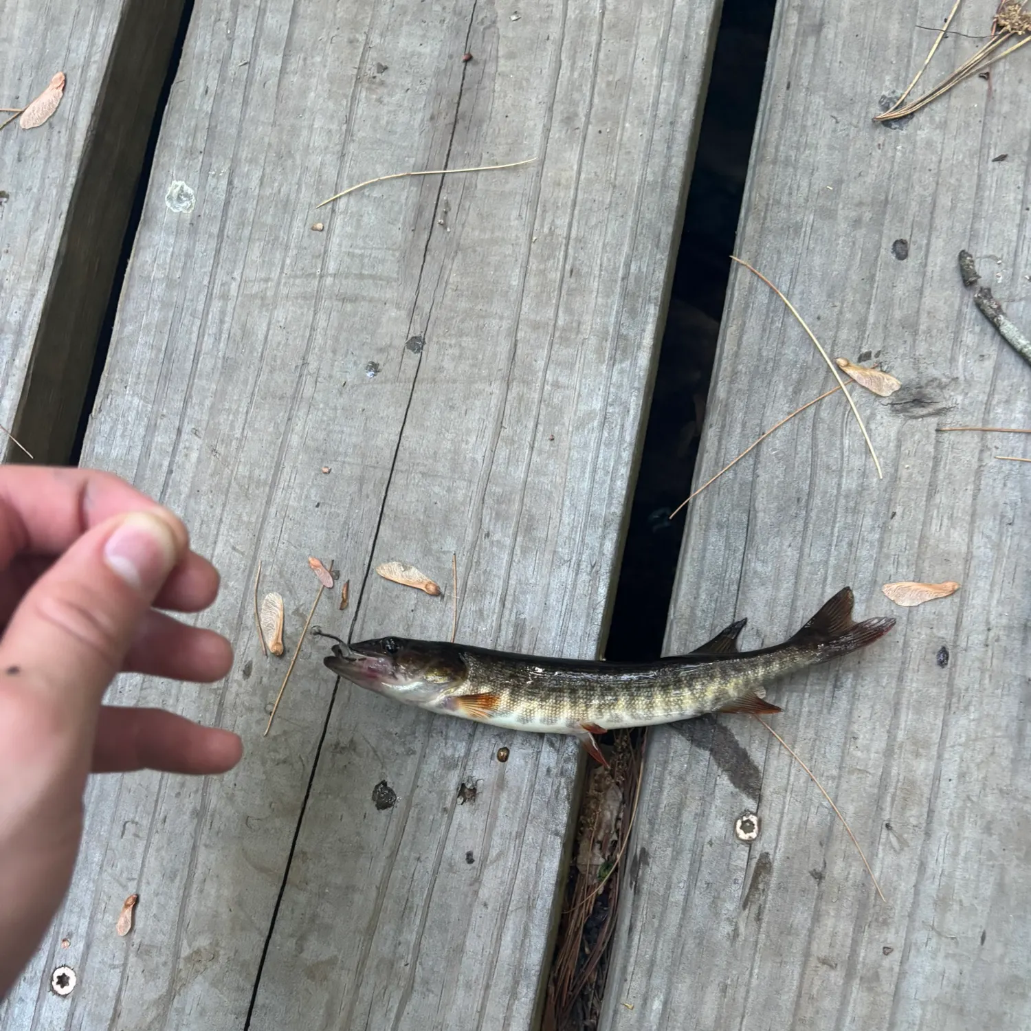 The most recent Redfin pickerel catches on Fishbrain