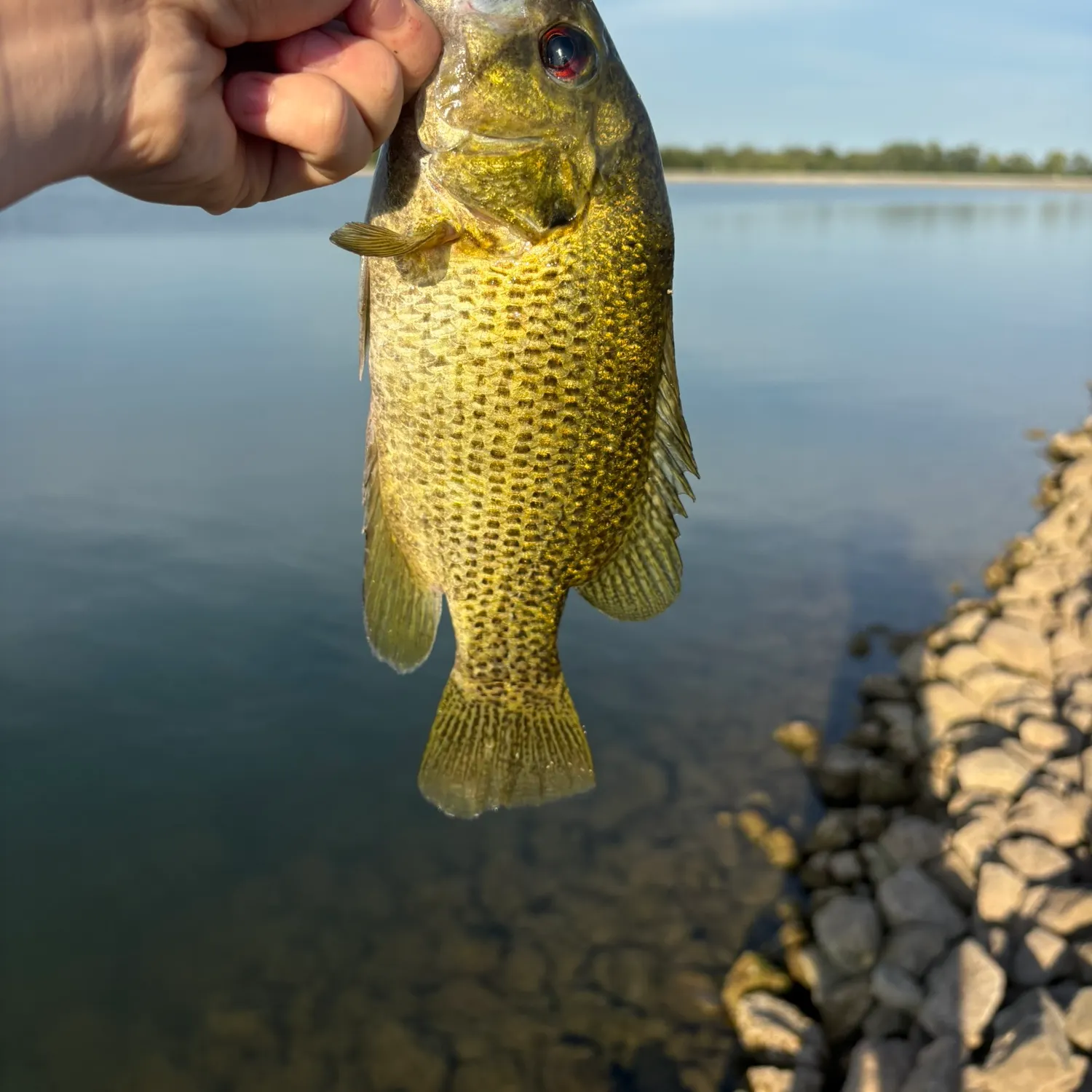 Rock bass caught on Fishbrain