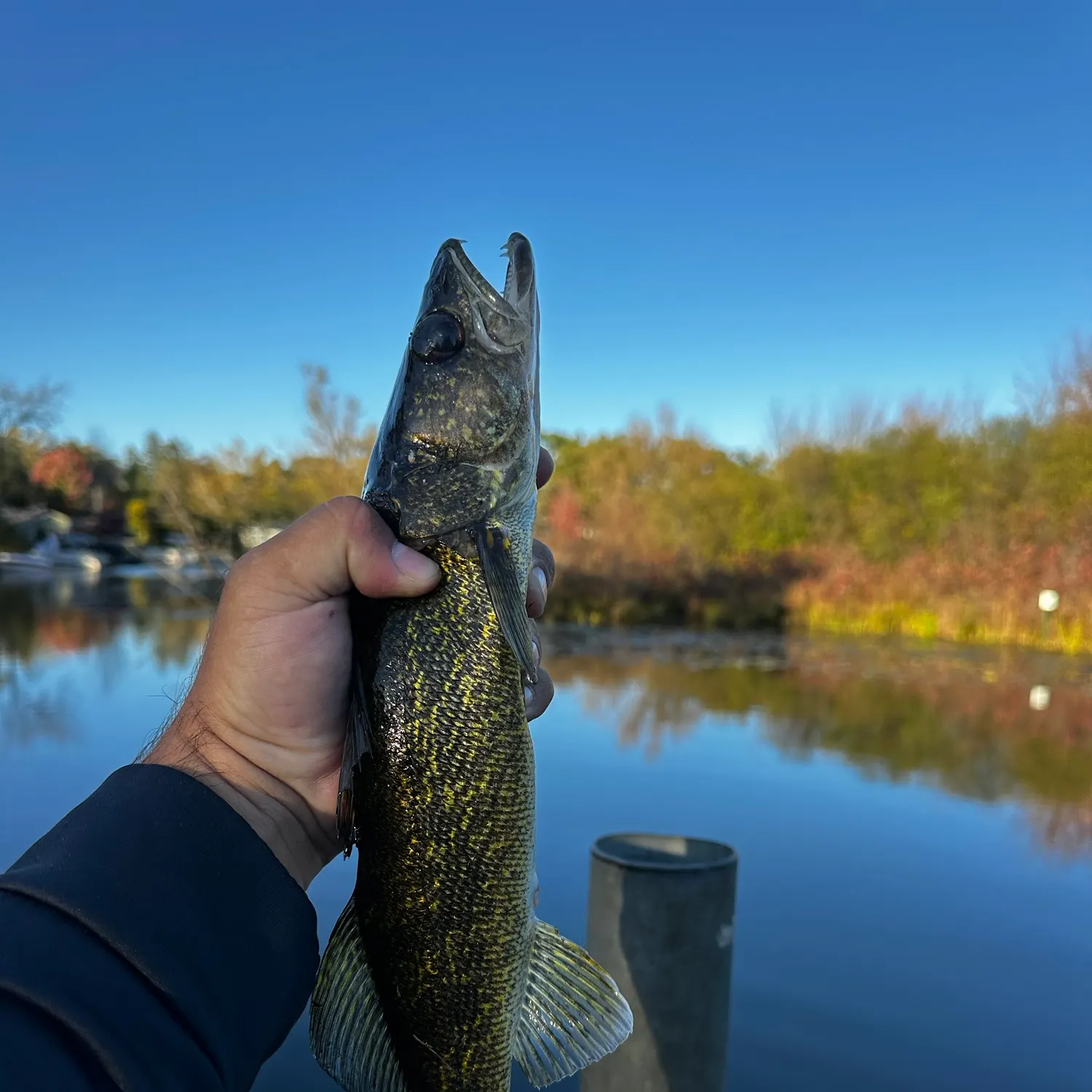 Walleye caught on Fishbrain
