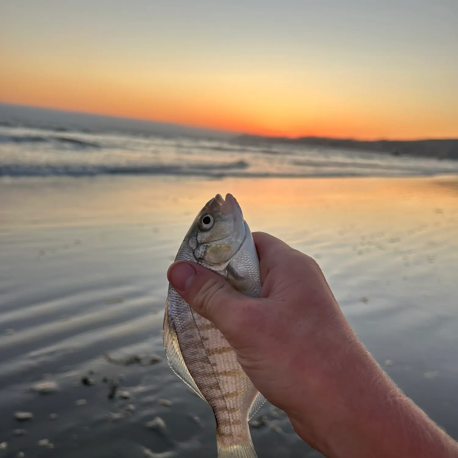 Barred surfperch caught on Fishbrain