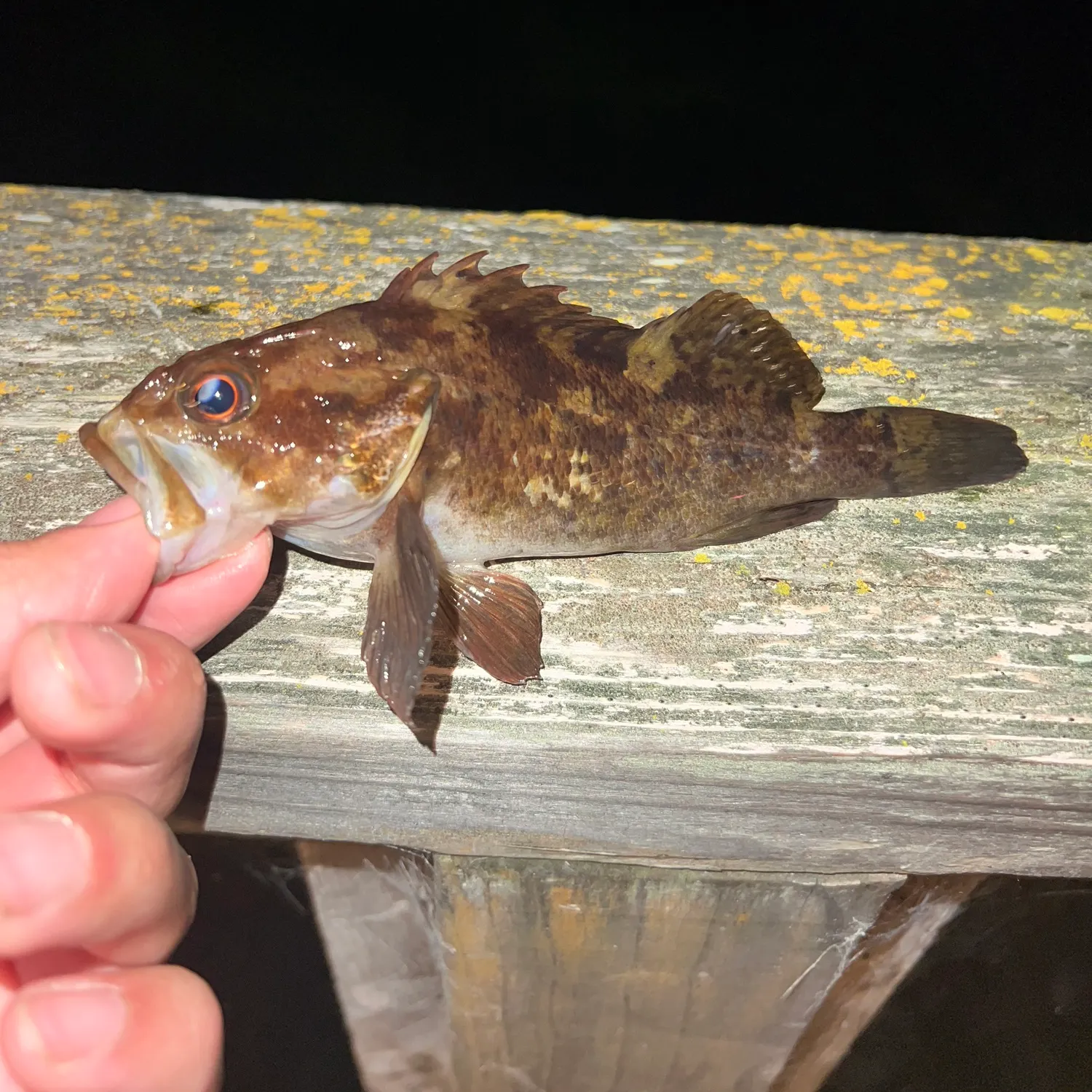 The most recent Grass rockfish catches on Fishbrain