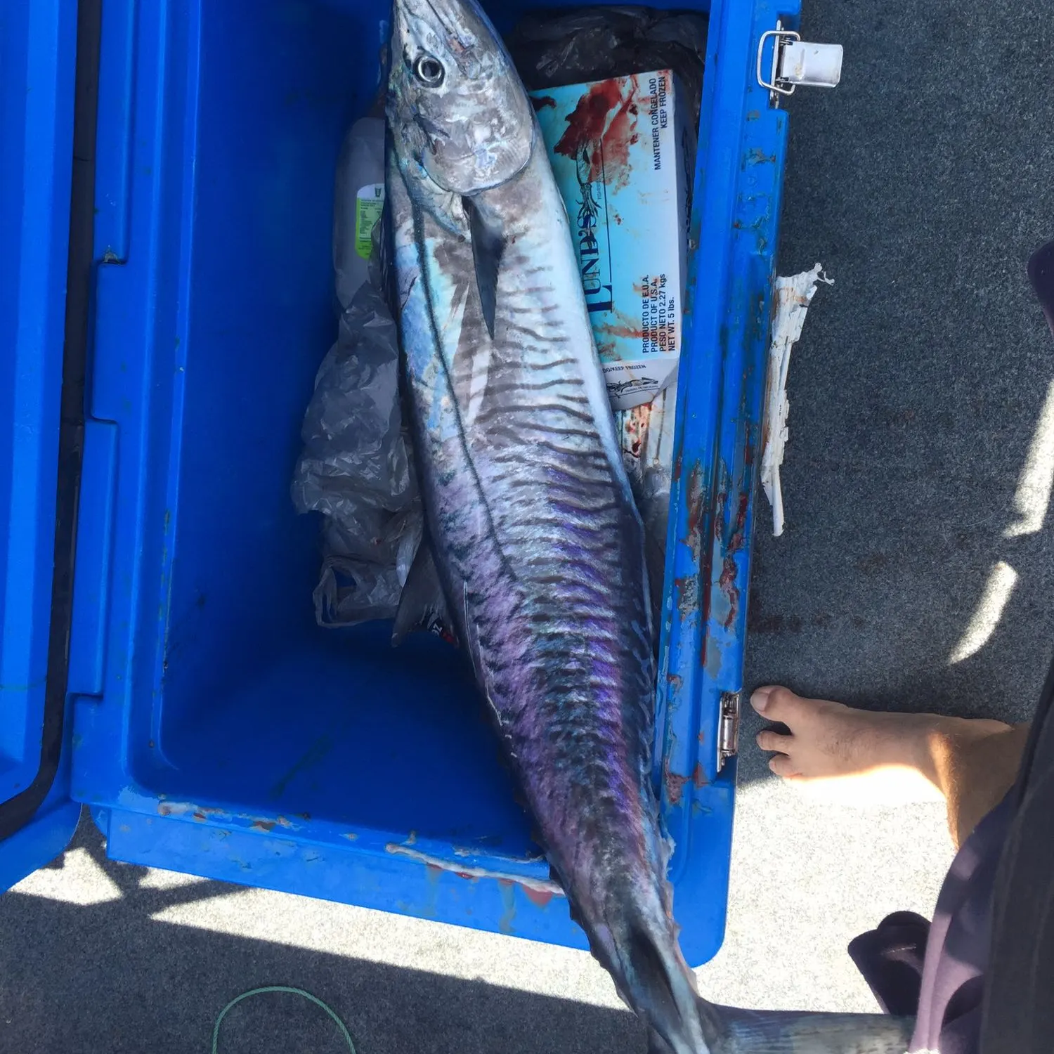 recently logged catches