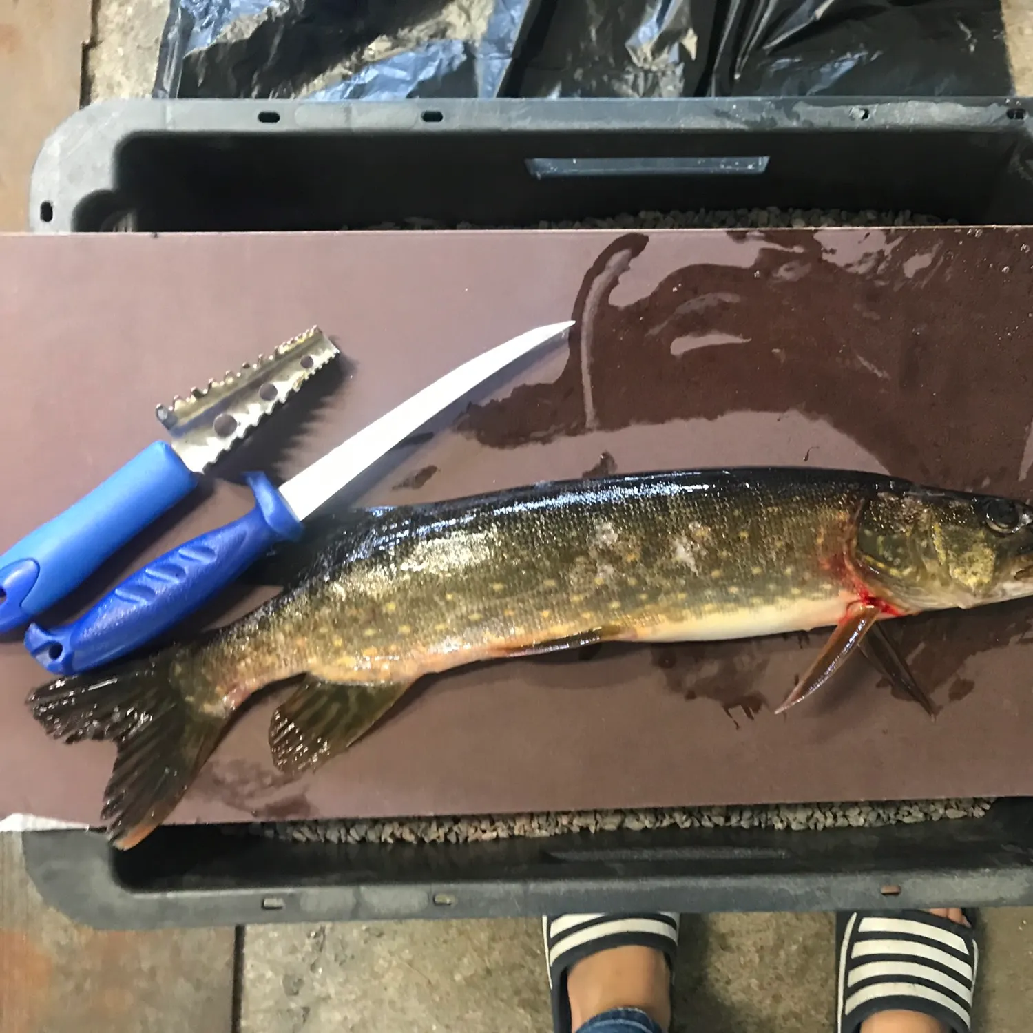 recently logged catches