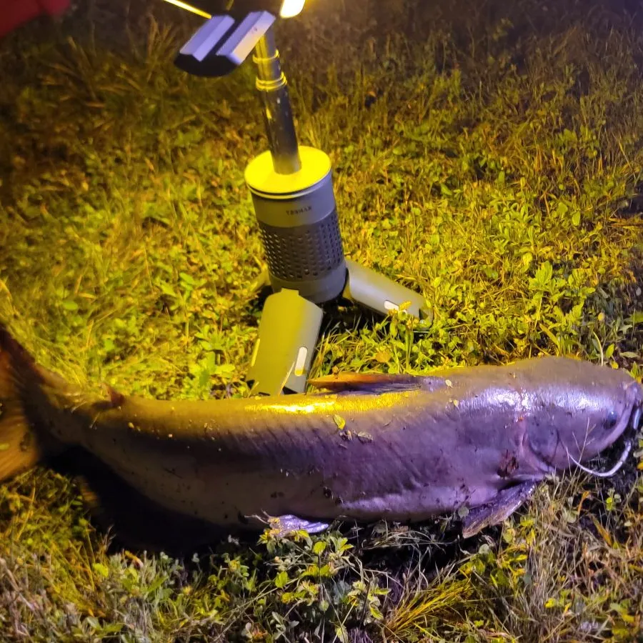 Channel catfish caught on Fishbrain