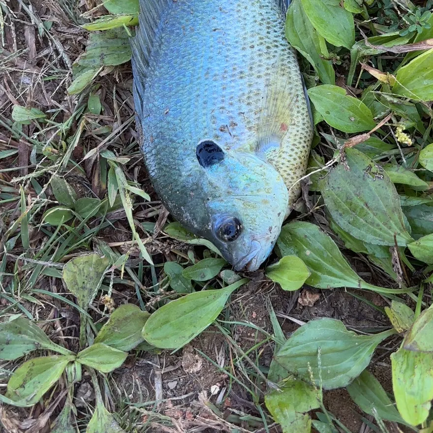 Bluegill caught on Fishbrain