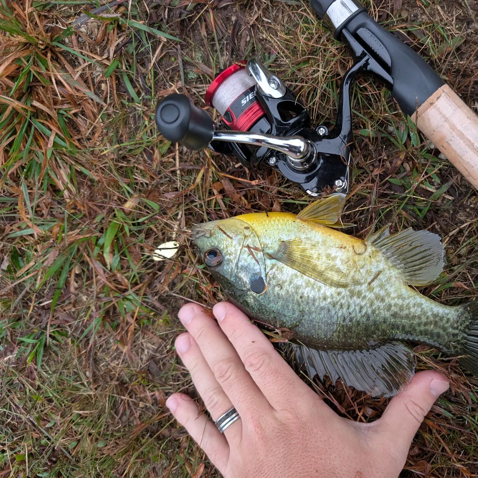 Redear sunfish caught on Fishbrain