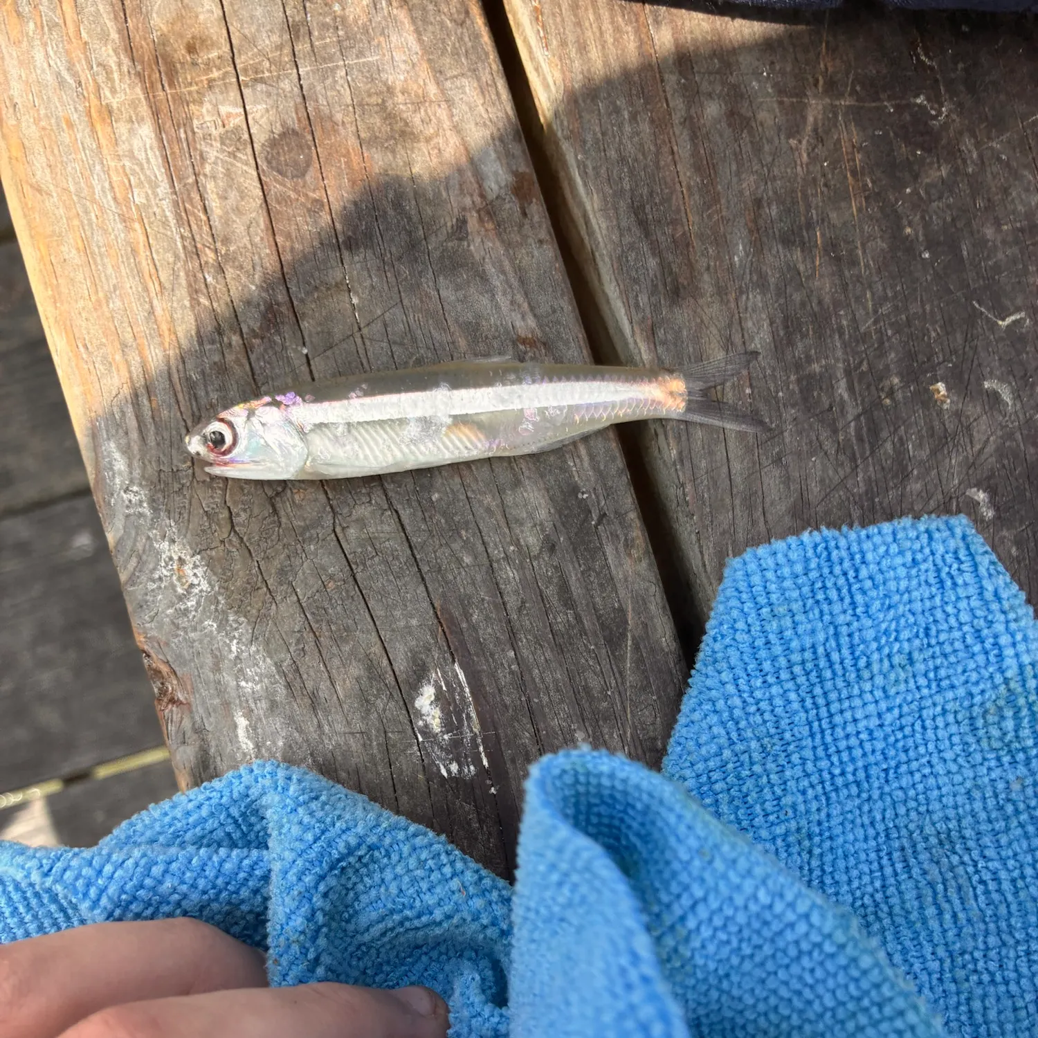The most recent Broad-striped anchovy catches on Fishbrain