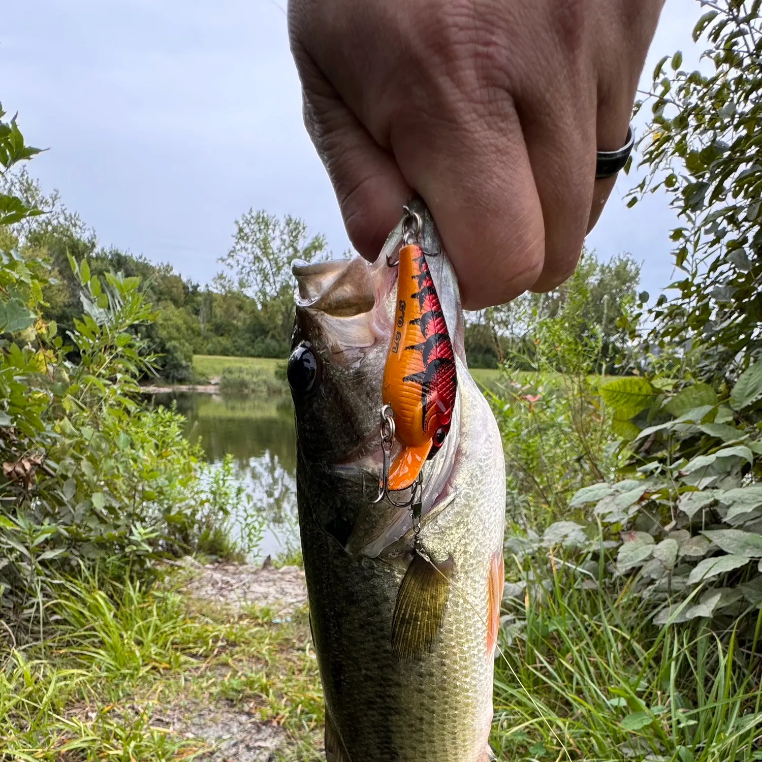 Largemouth bass caught on Fishbrain