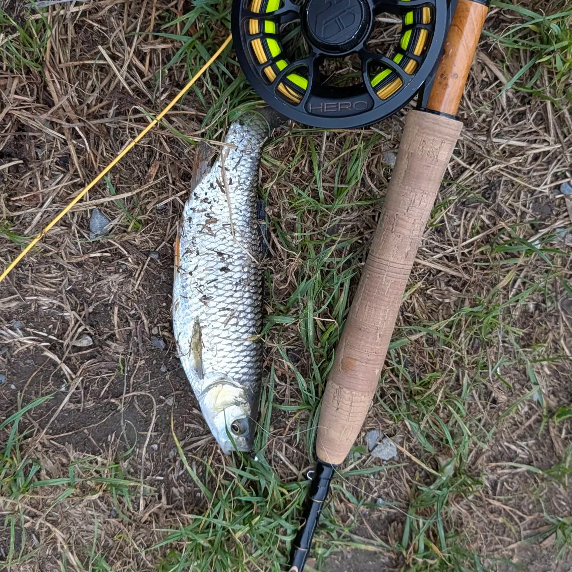 European chub caught on Fishbrain