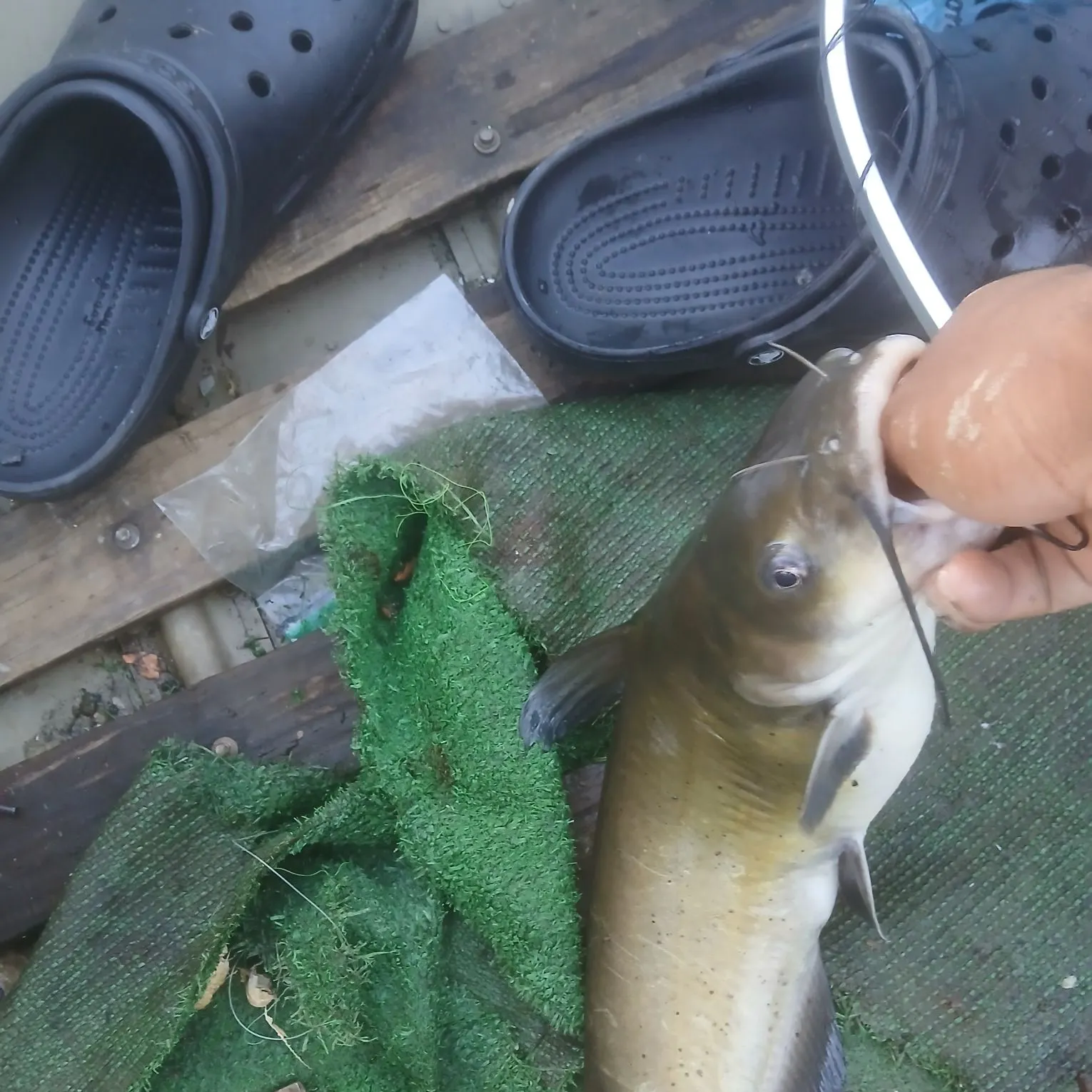 Channel catfish caught on Fishbrain