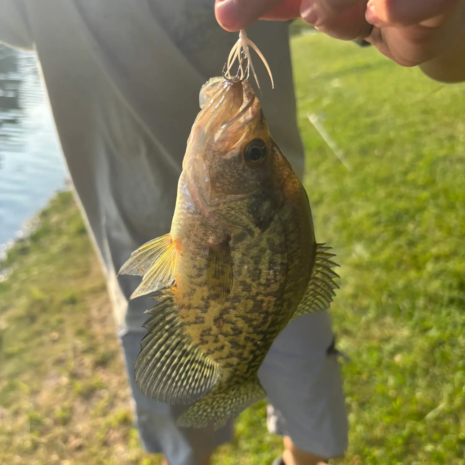 Black crappie caught on Fishbrain