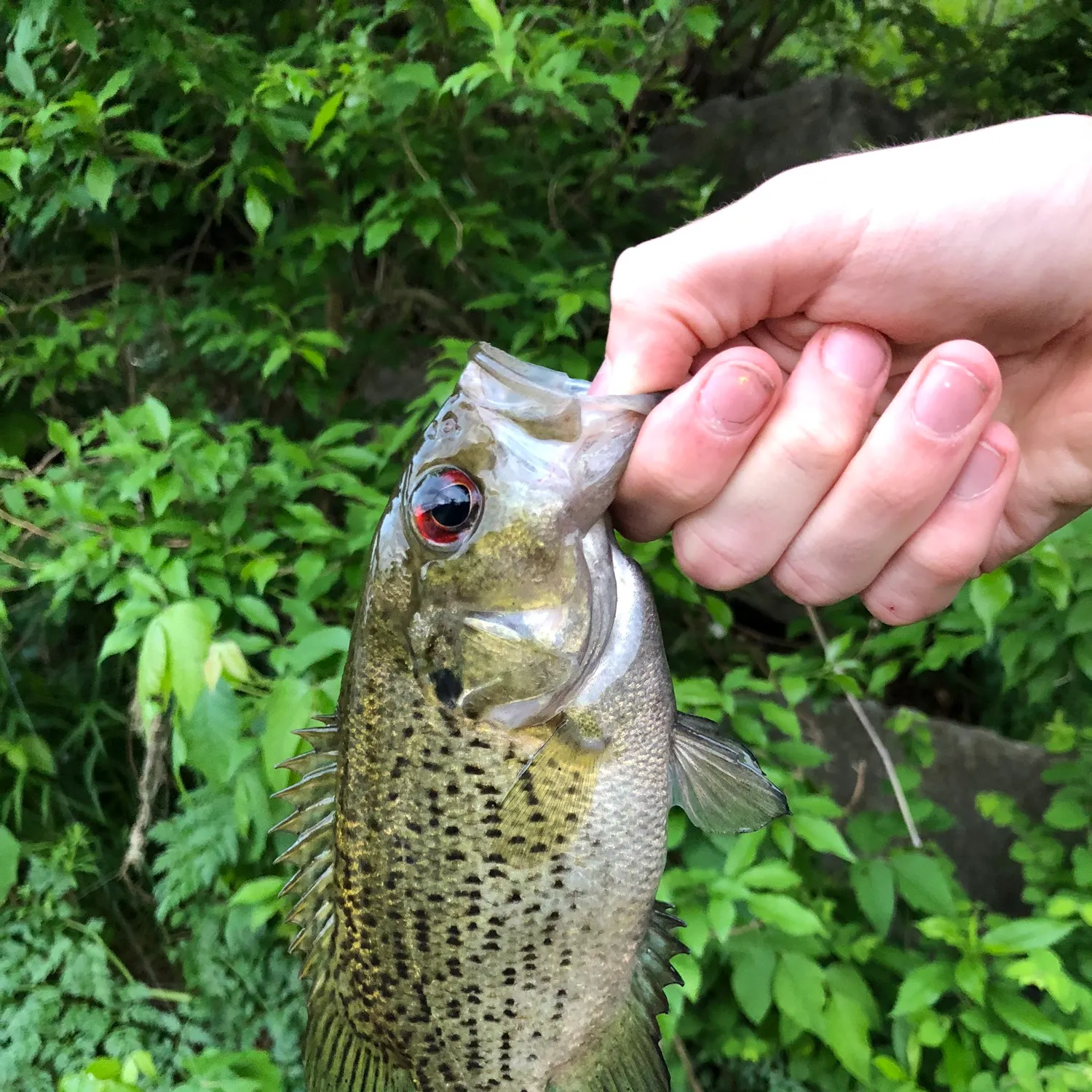 The most recent Ozark bass catches on Fishbrain