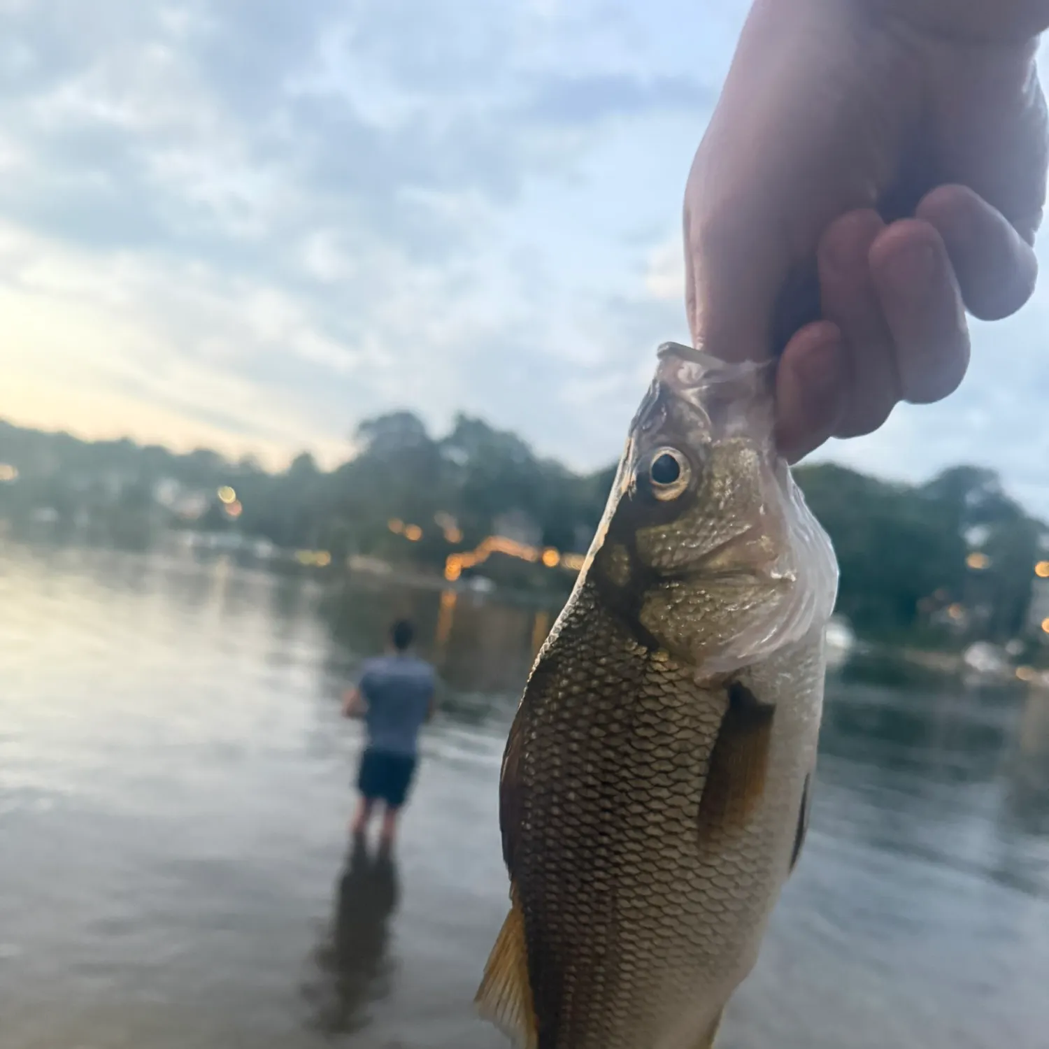White perch caught on Fishbrain