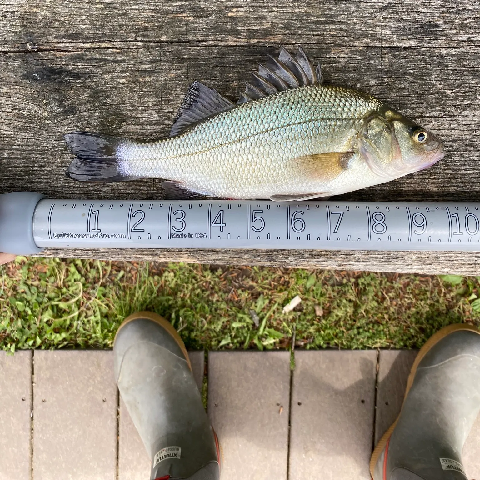 The most recent White perch catches on Fishbrain