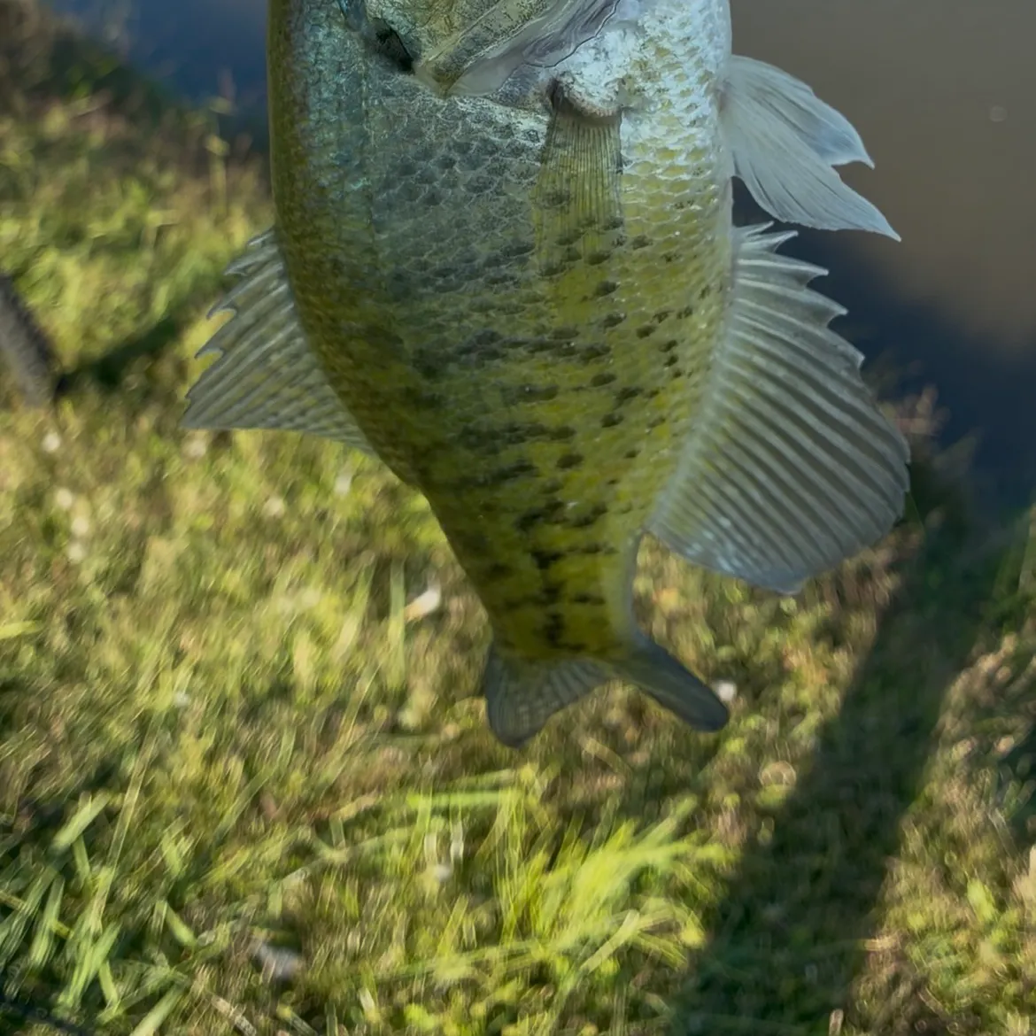 White crappie caught on Fishbrain
