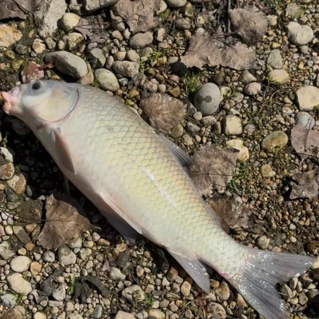 Fish caught on Fishbrain
