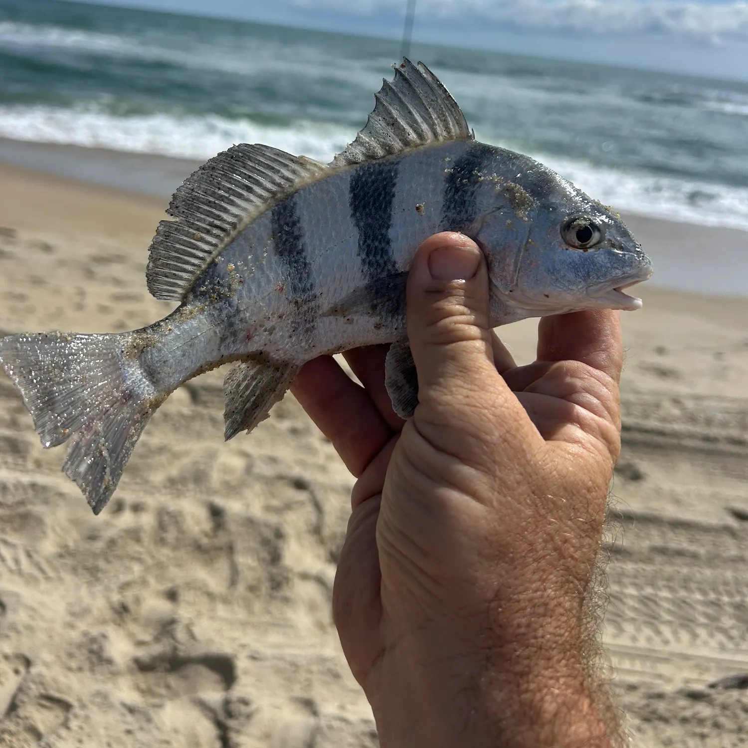 Black drum caught on Fishbrain