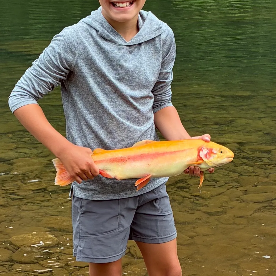 The most recent Golden rainbow trout catches on Fishbrain