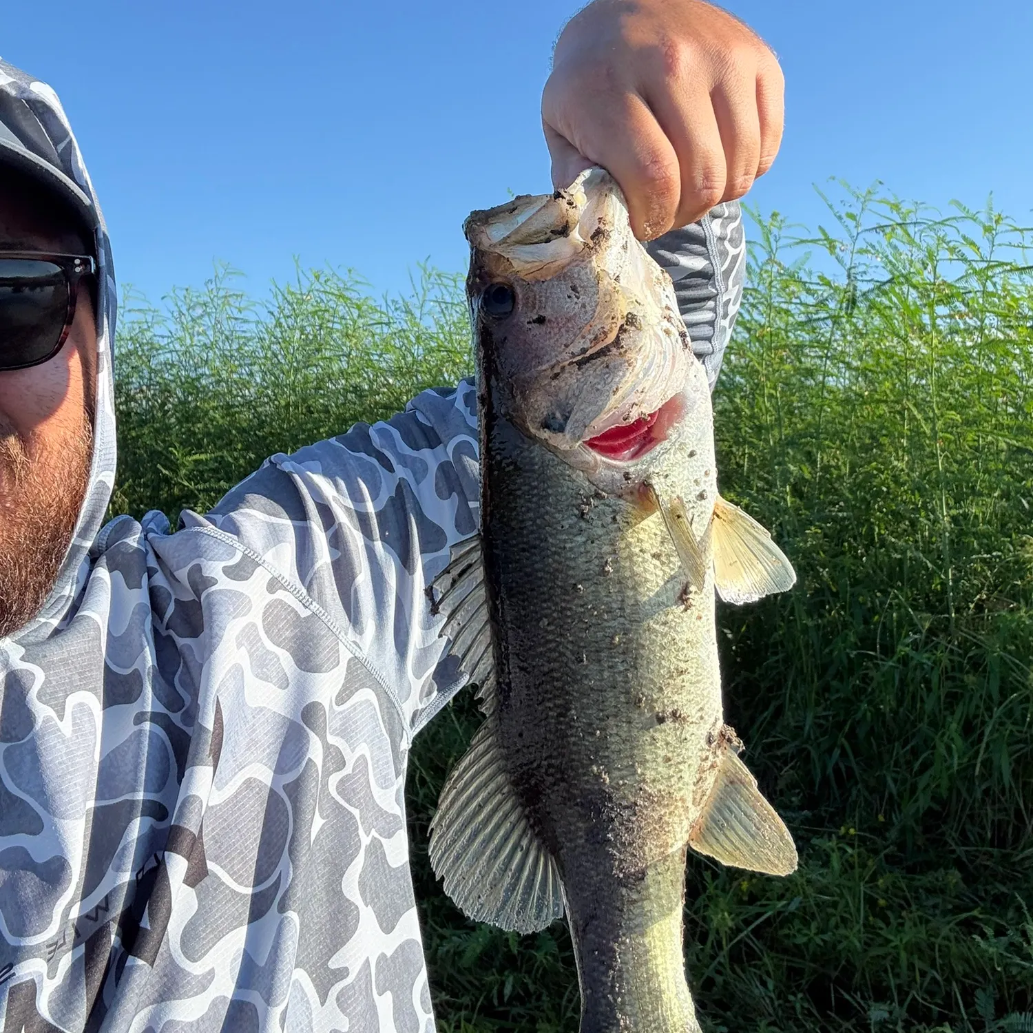 Largemouth bass caught on Fishbrain