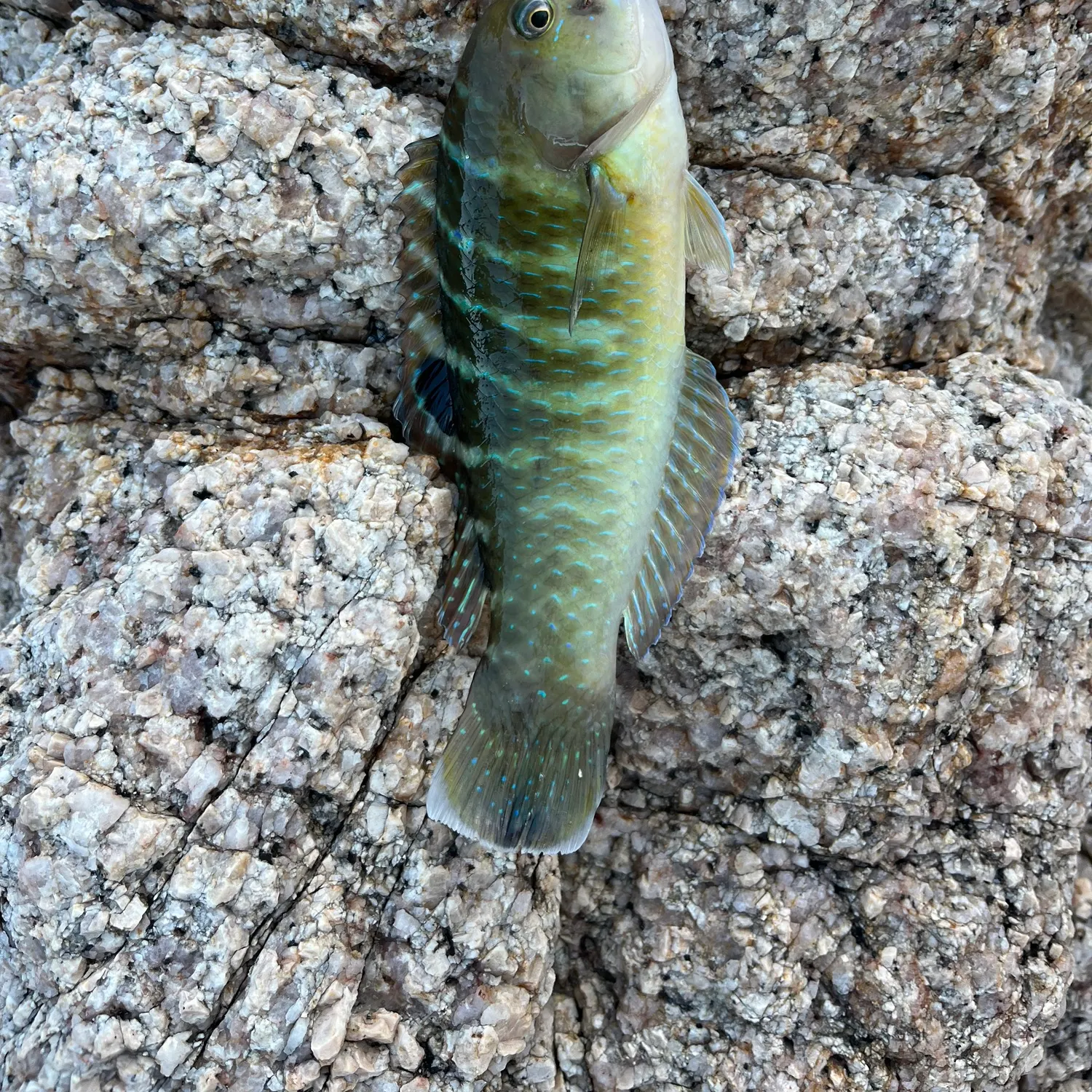 The most recent Banded wrasse catches on Fishbrain