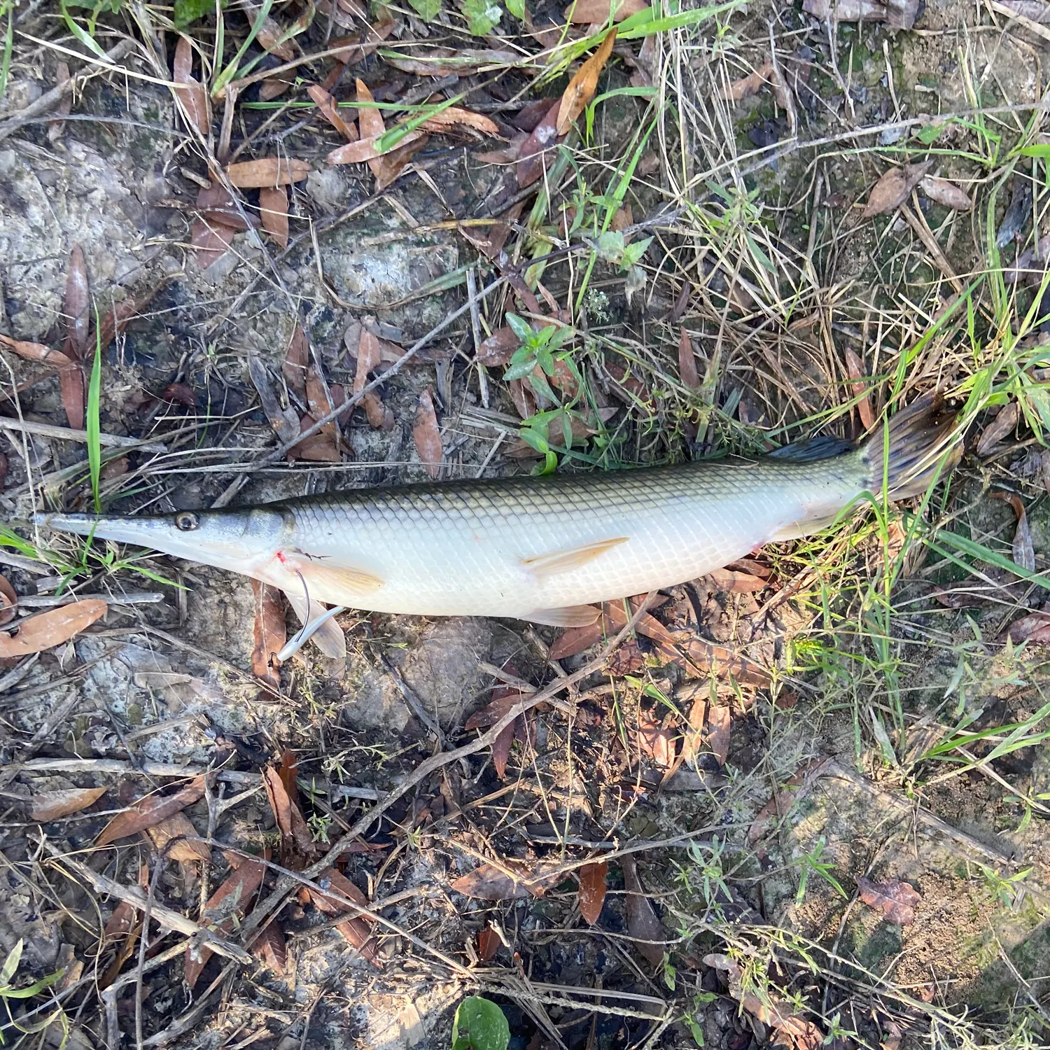 Shortnose gar caught on Fishbrain