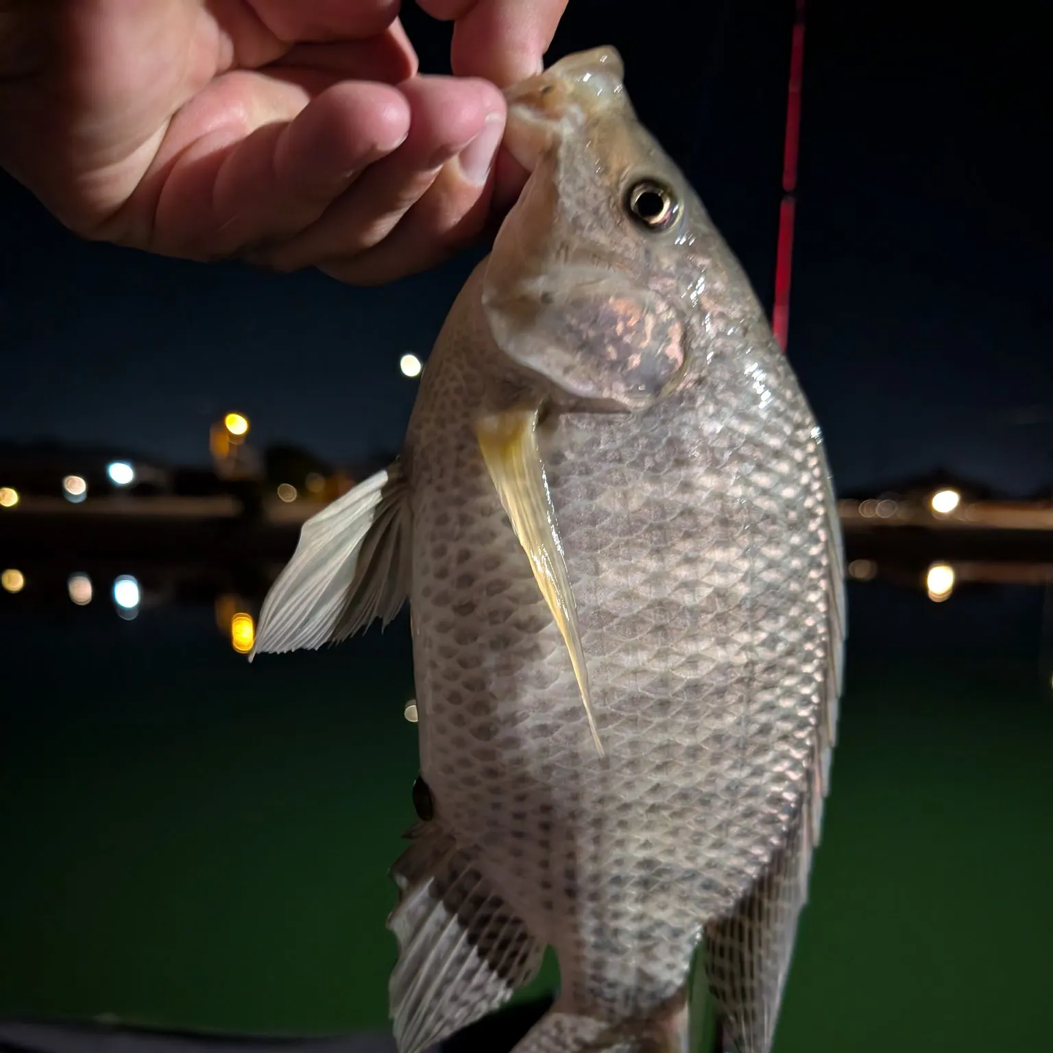 Nile tilapia caught on Fishbrain