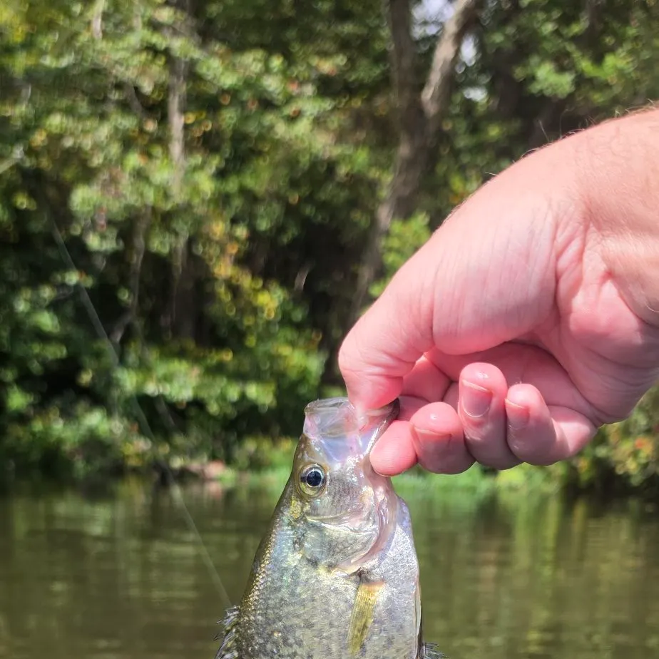 Black crappie caught on Fishbrain