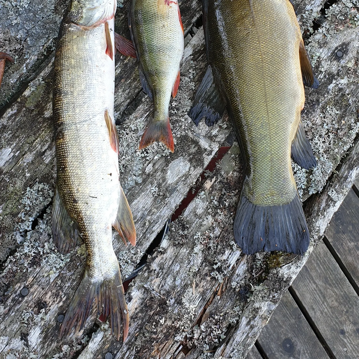 recently logged catches