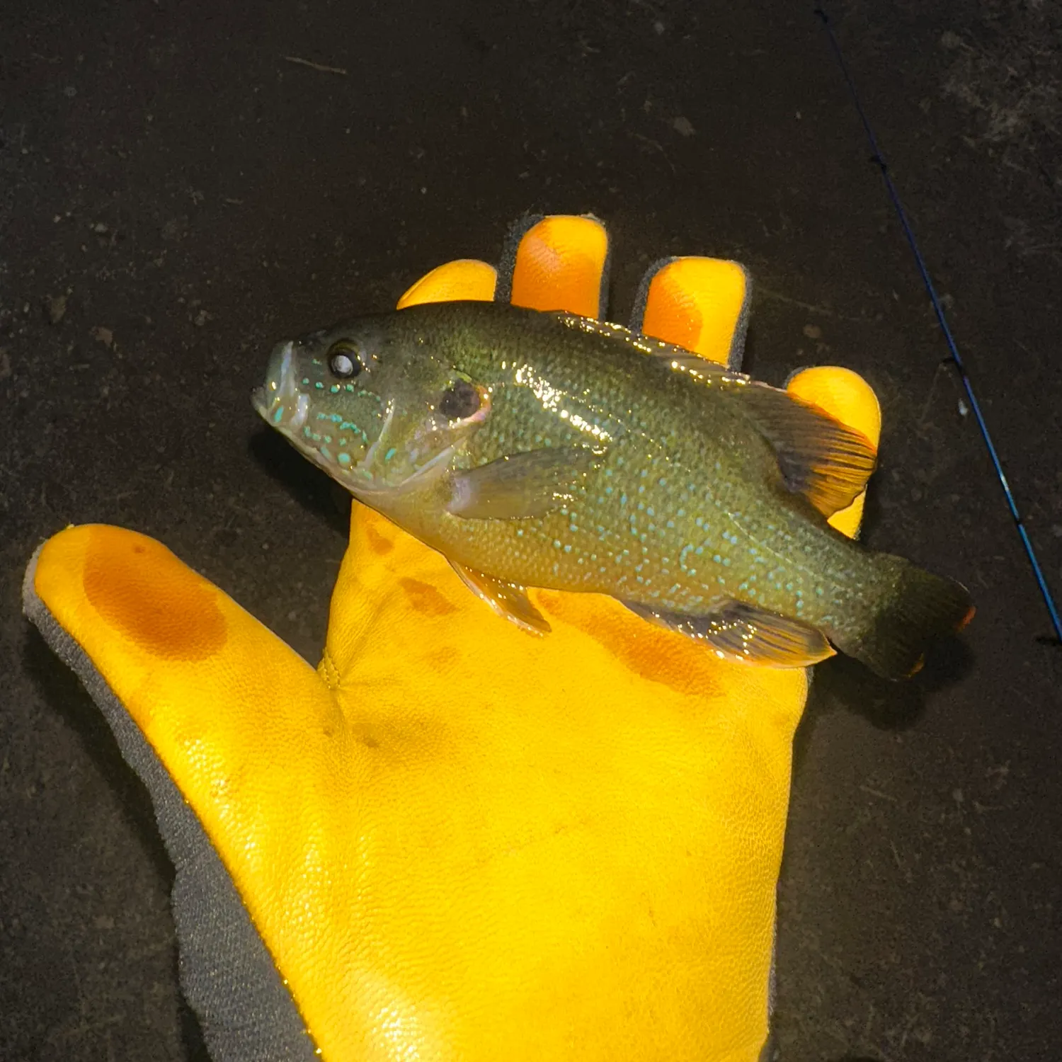 Green sunfish caught on Fishbrain