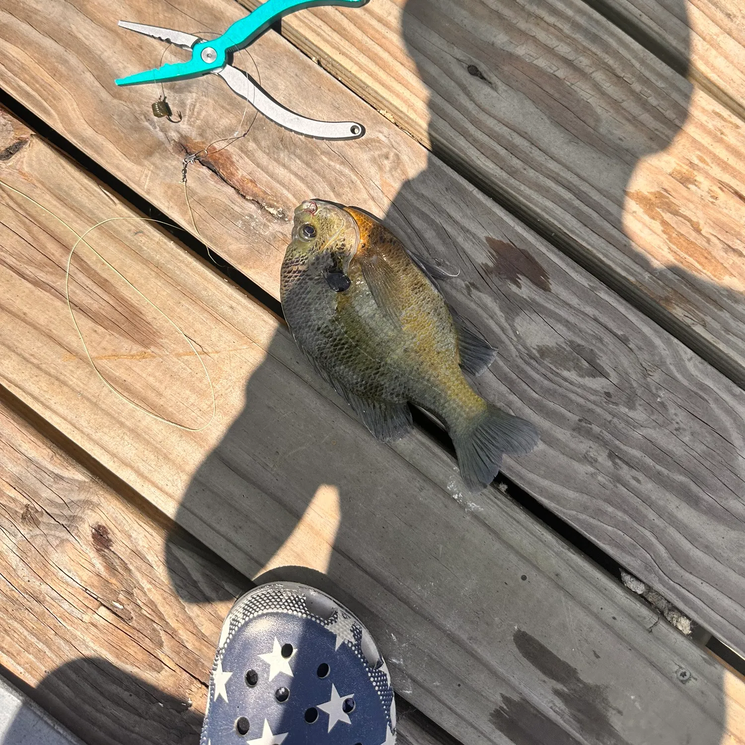 Bluegill caught on Fishbrain