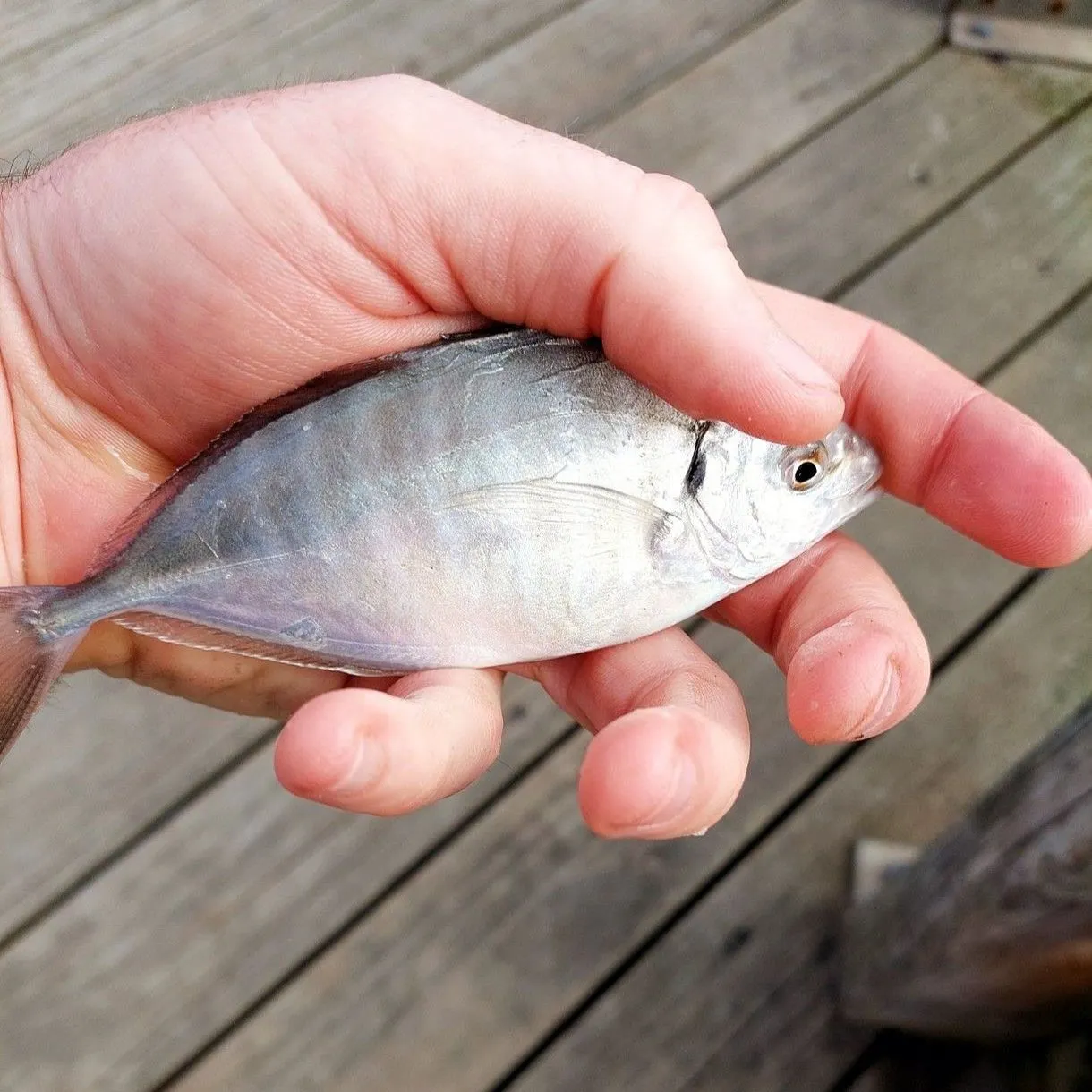 Silver trevally caught on Fishbrain