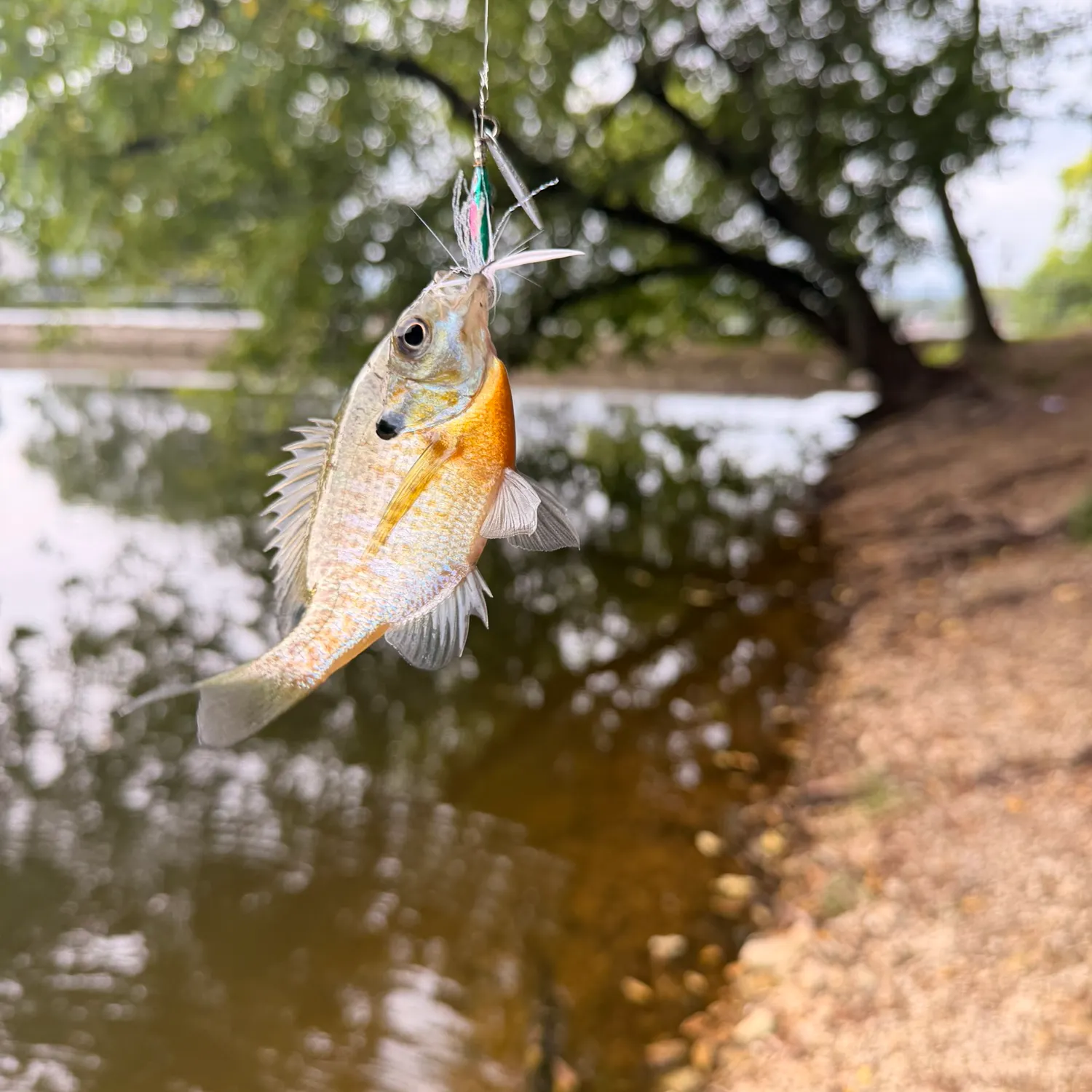 Bluegill caught on Fishbrain