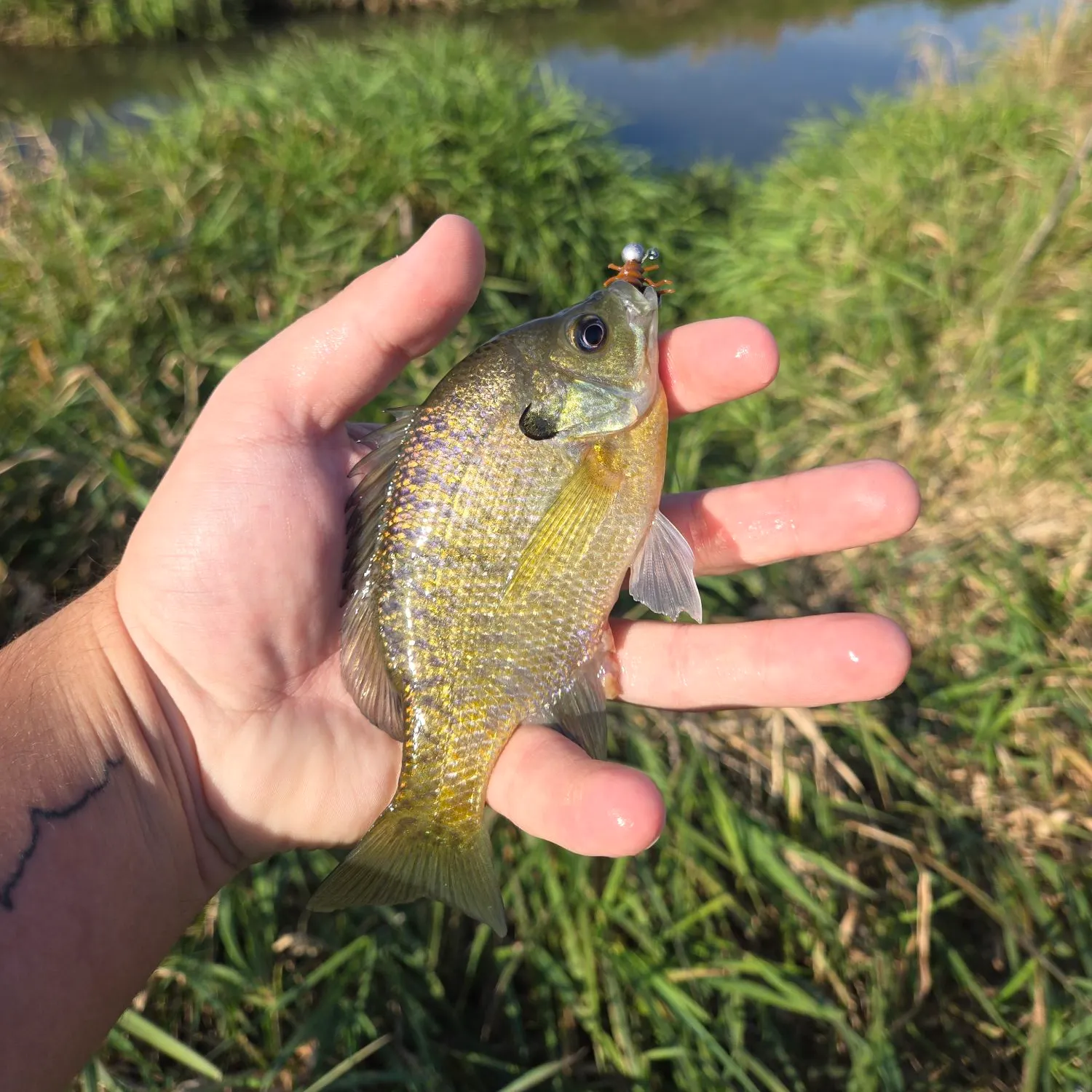 Bluegill caught on Fishbrain