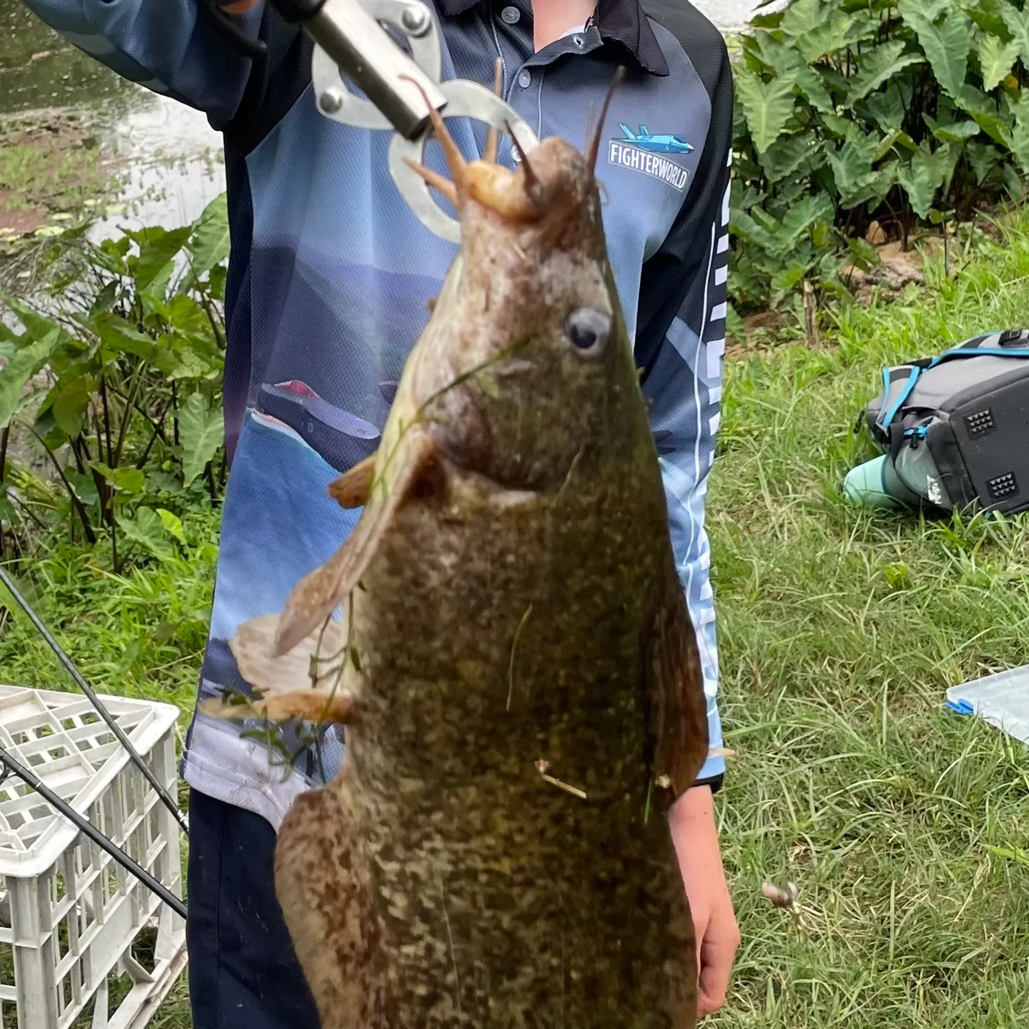 The most recent Dewfish catches on Fishbrain