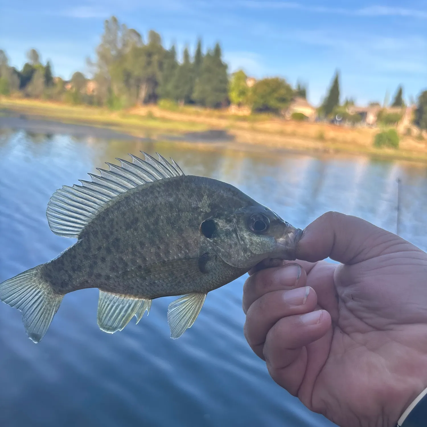 The most recent Redear sunfish catches on Fishbrain