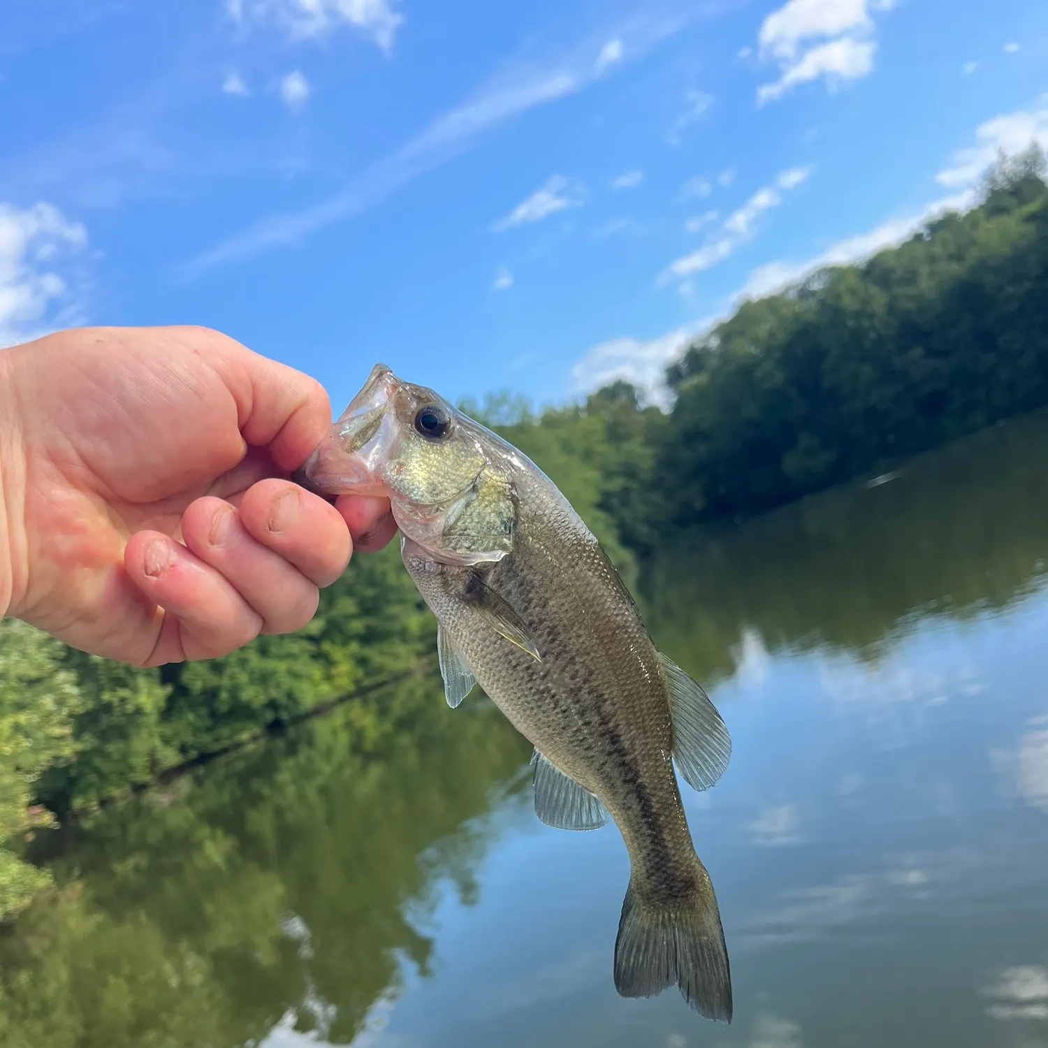 Largemouth bass caught on Fishbrain
