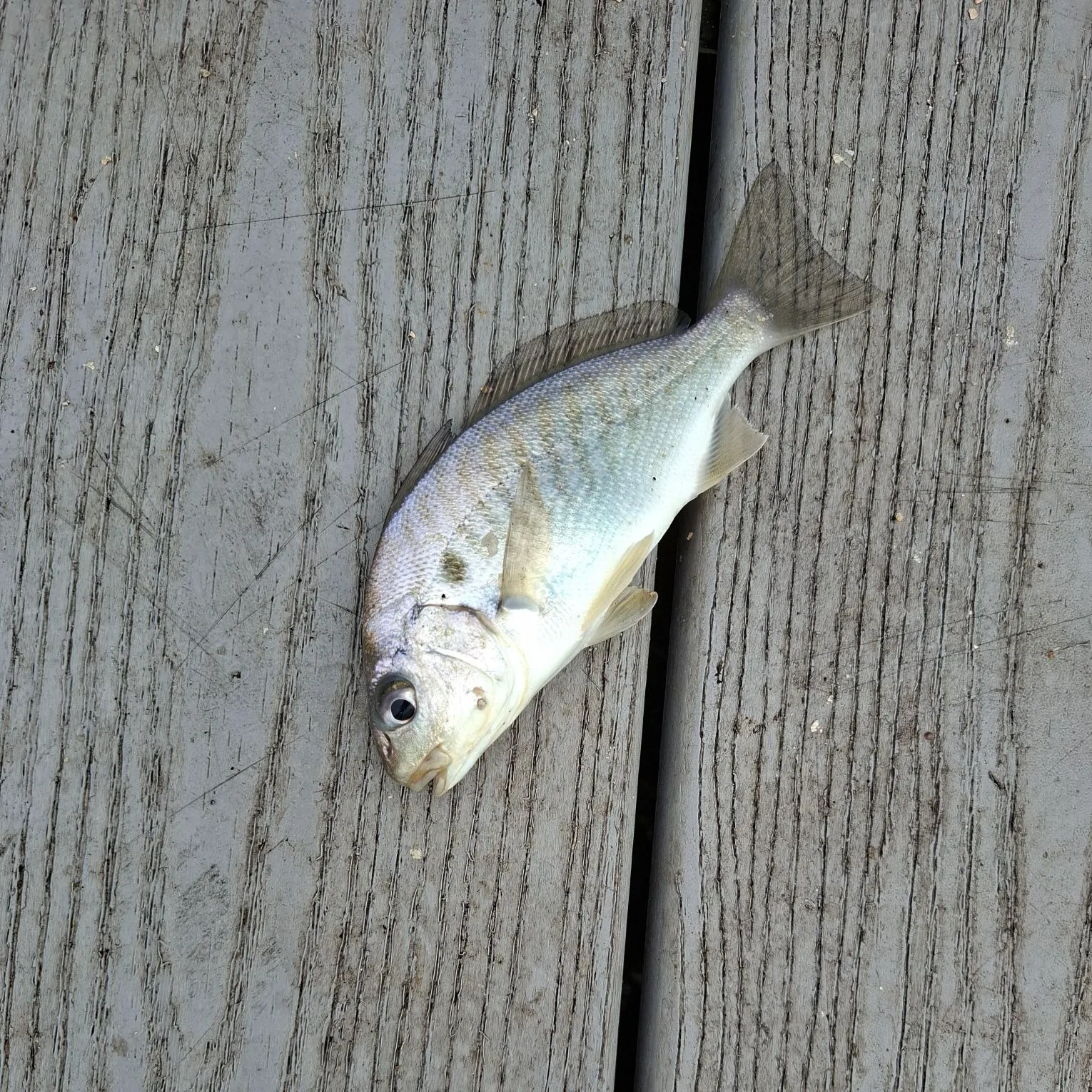 Spot croaker caught on Fishbrain