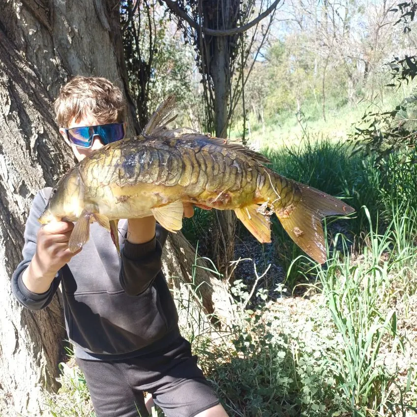 Mirror carp caught on Fishbrain