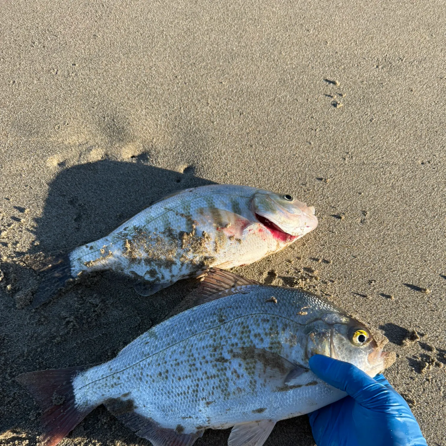 The most recent Redtail surfperch catches on Fishbrain
